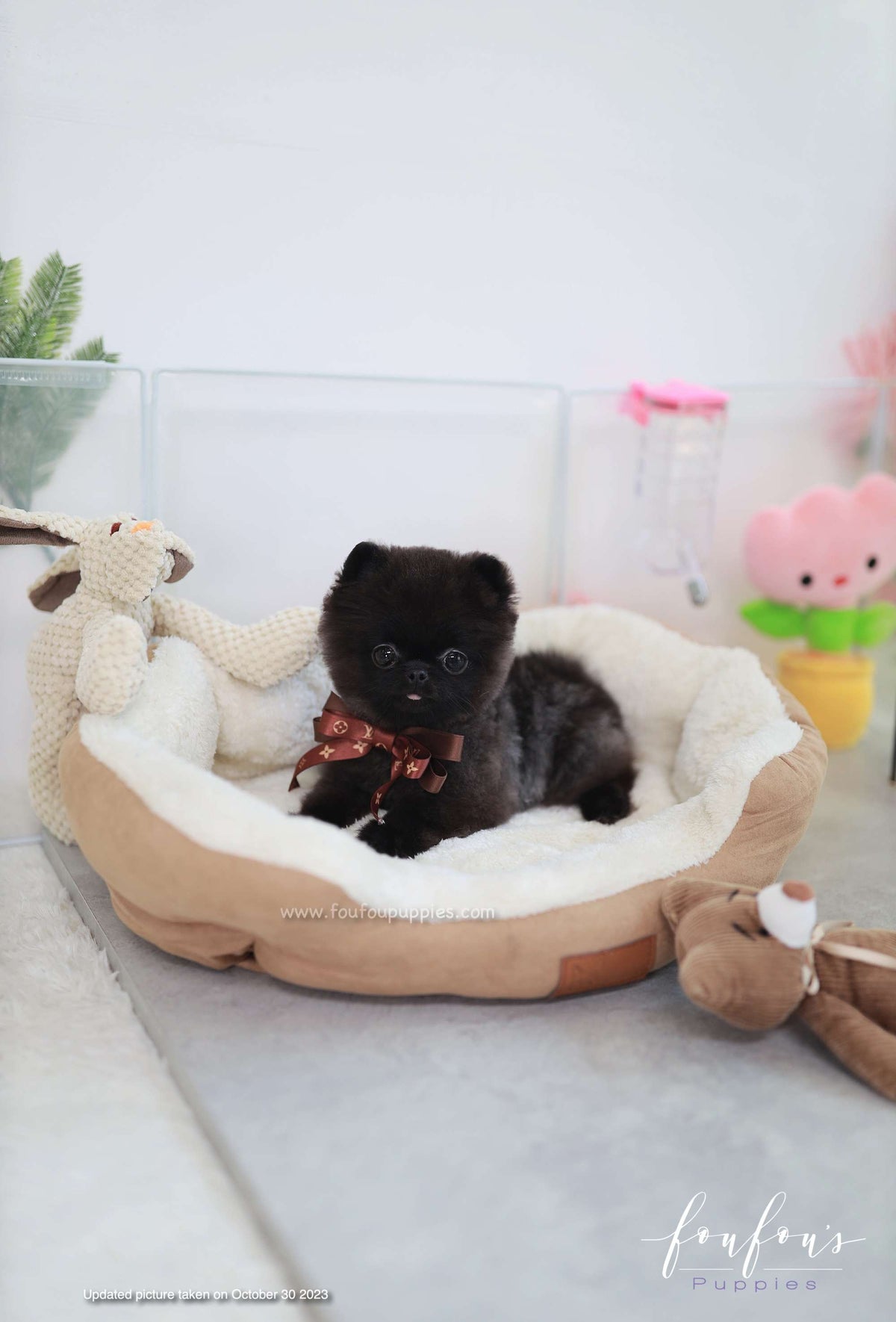 Matix - Pomeranian M.