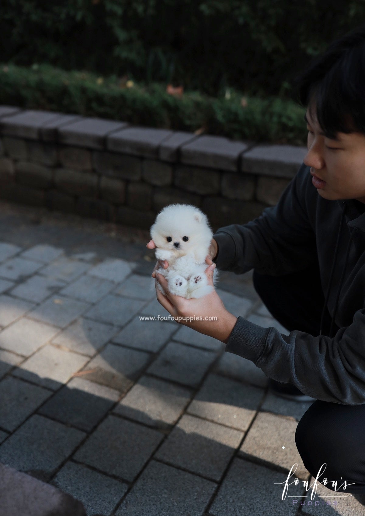 Bear - Pomeranian M.