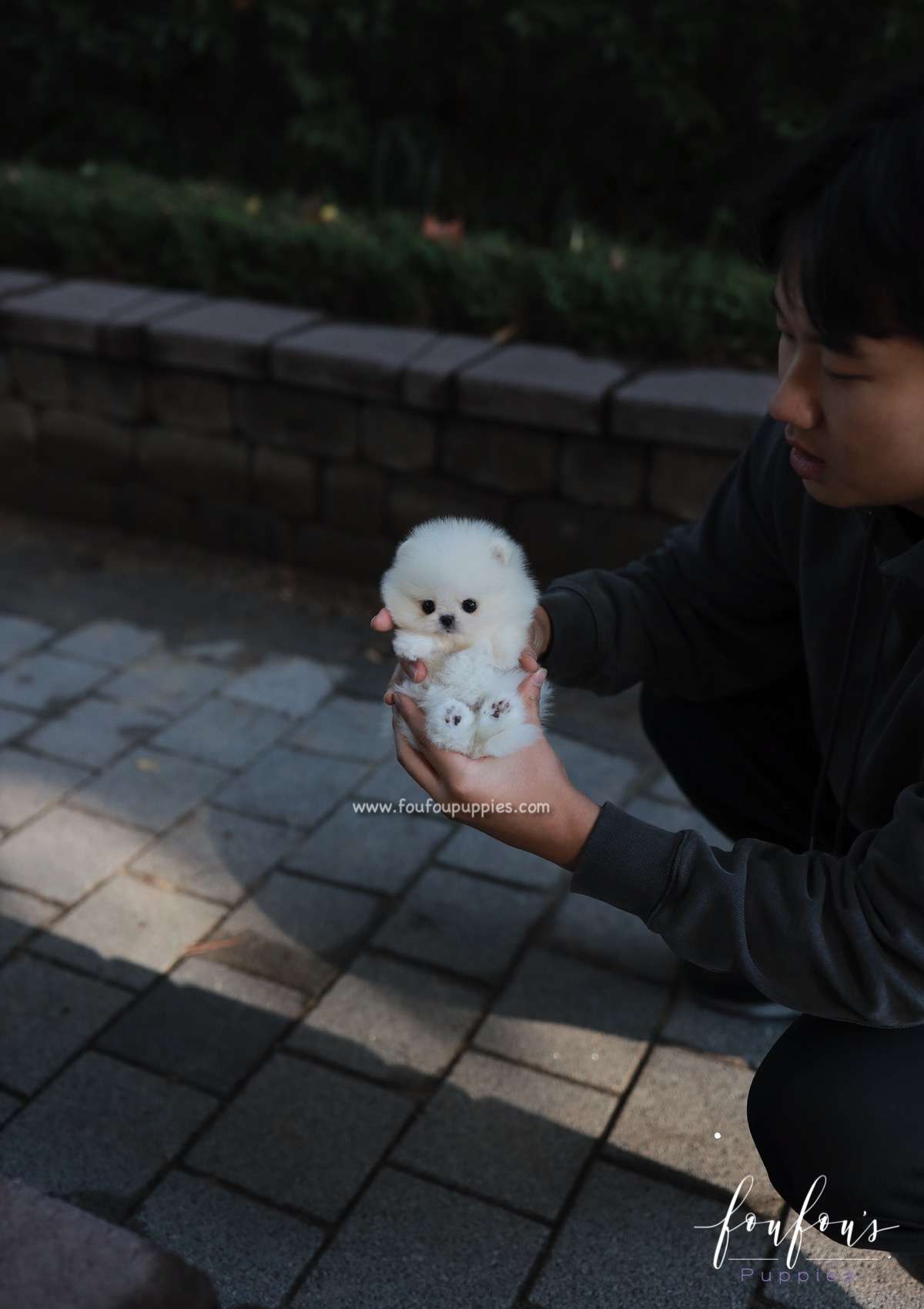 Bear - Pomeranian M.