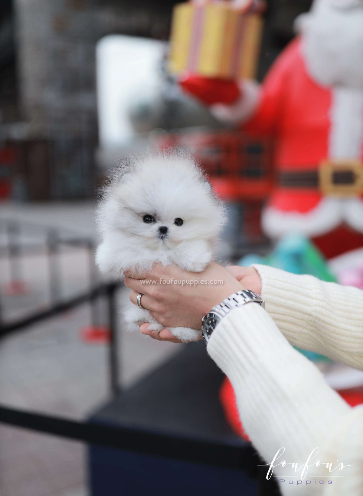 Pucci - Pomeranian M.