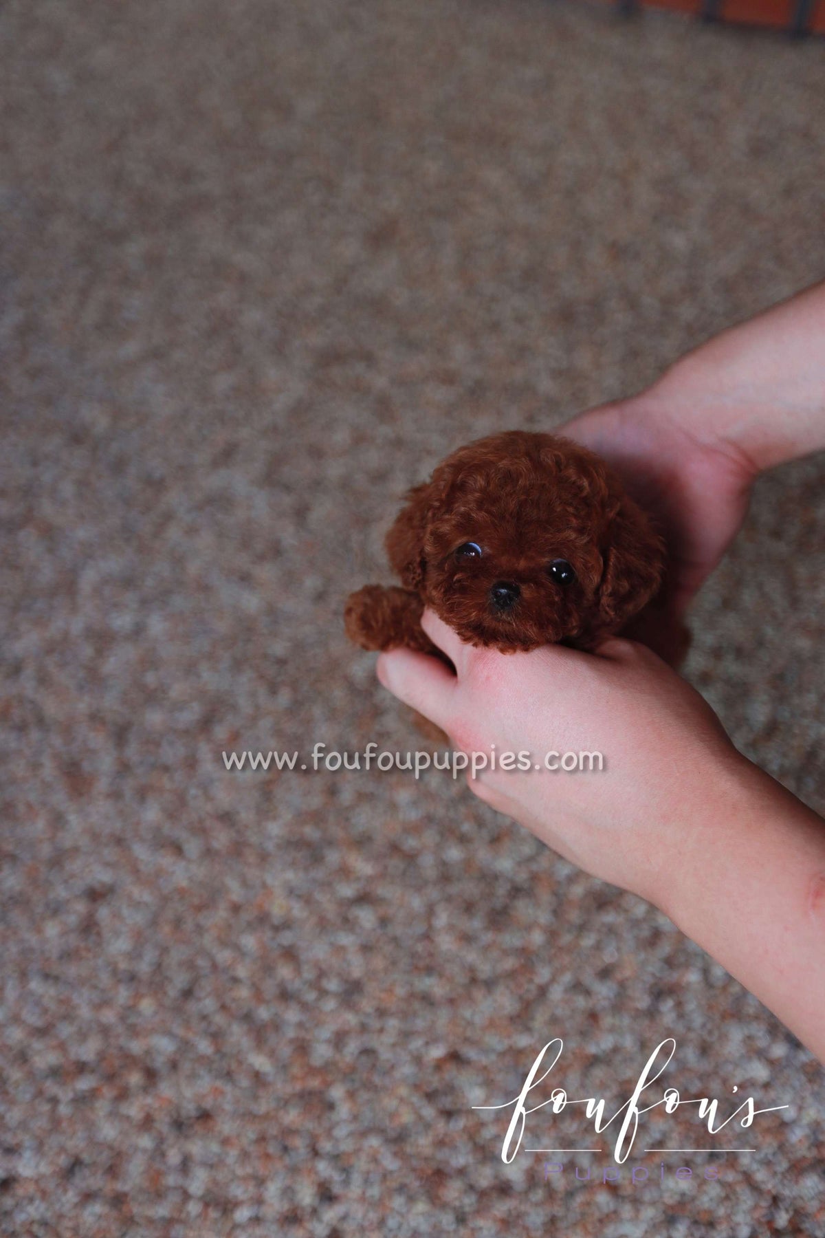 Toby - Poodle M.