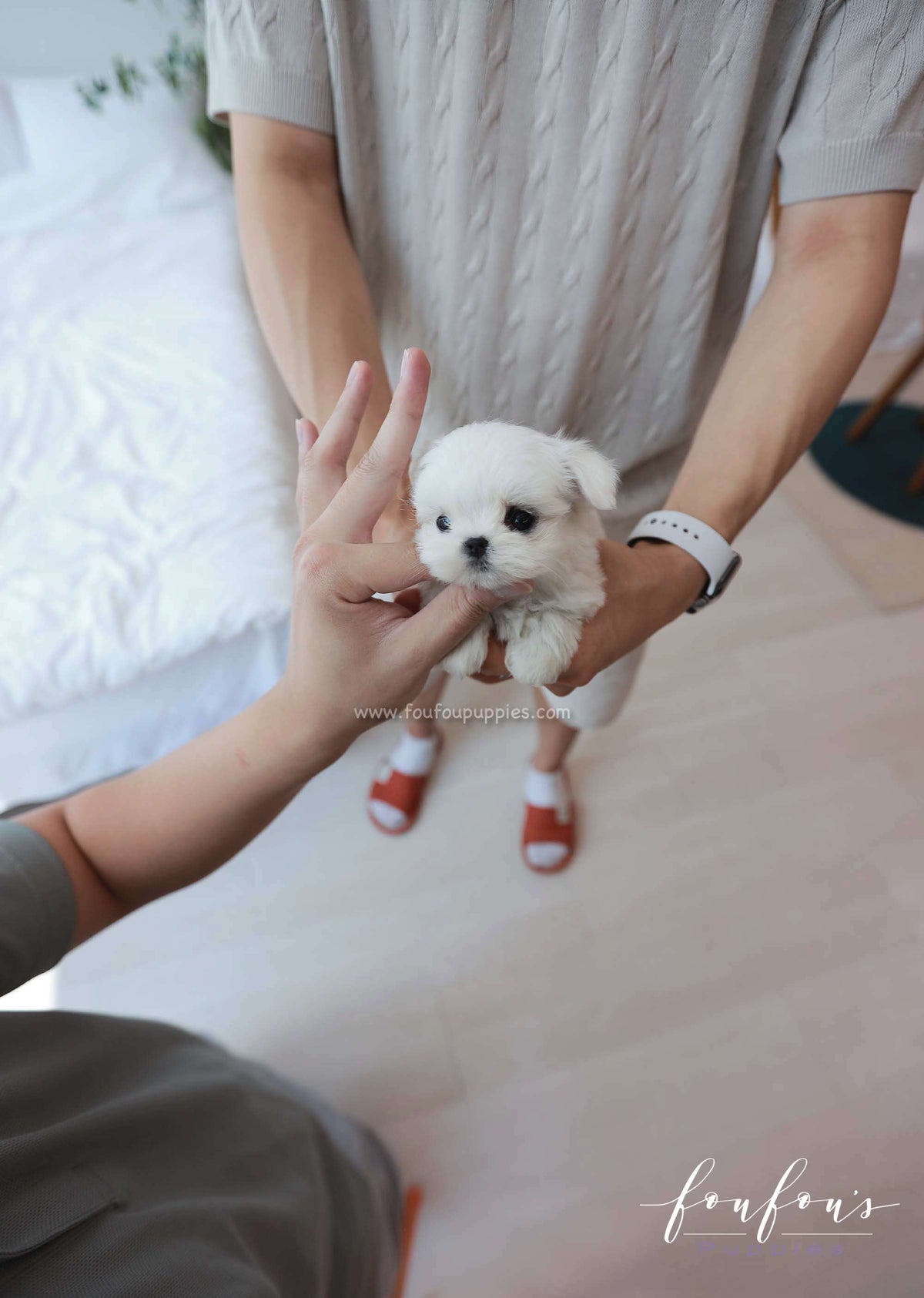 Pebbles - Maltese F.