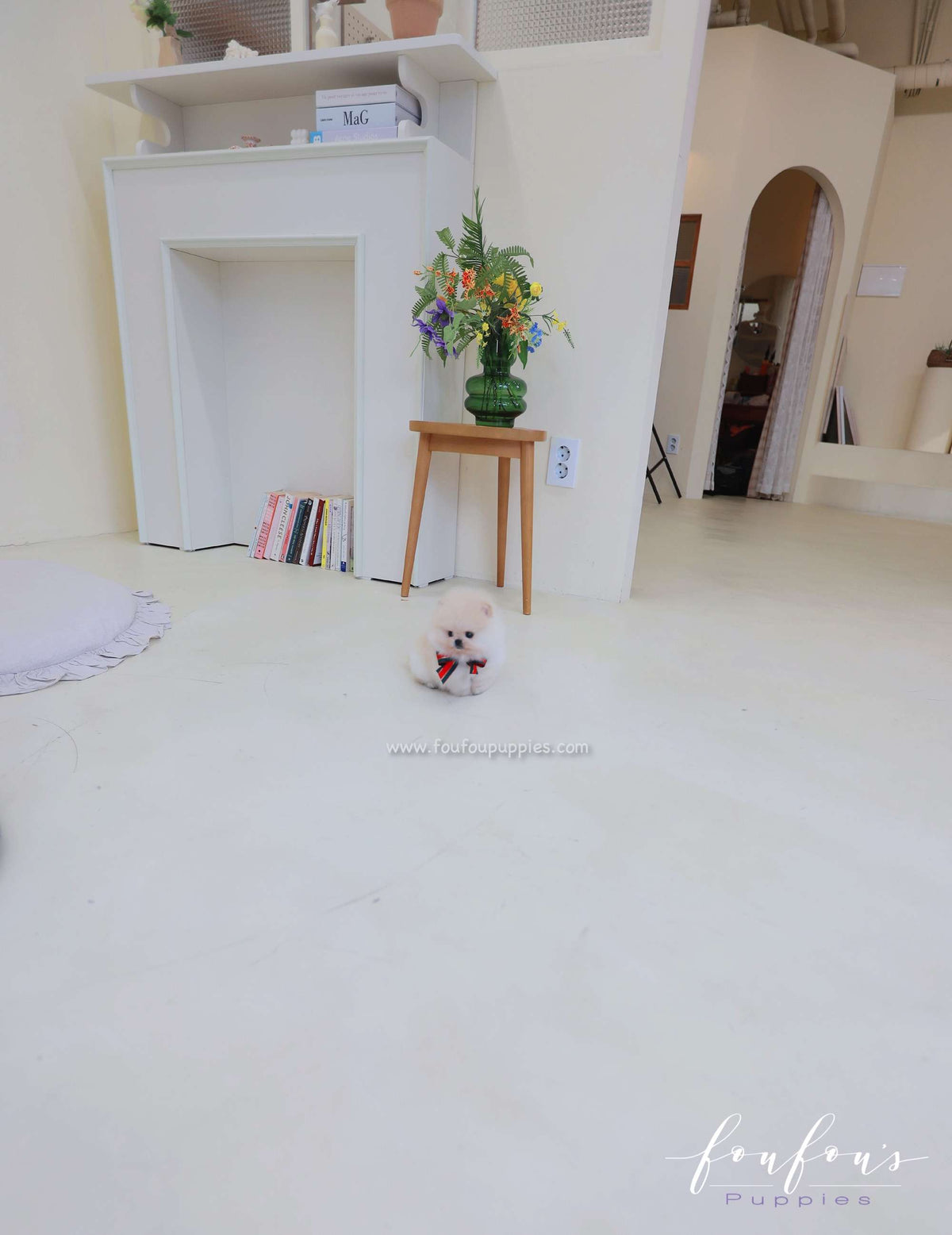 Buttercup - Pomeranian M.