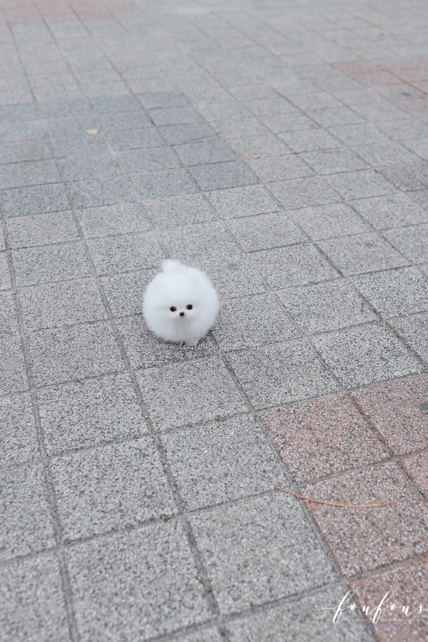 Frostine - Pomeranian F.