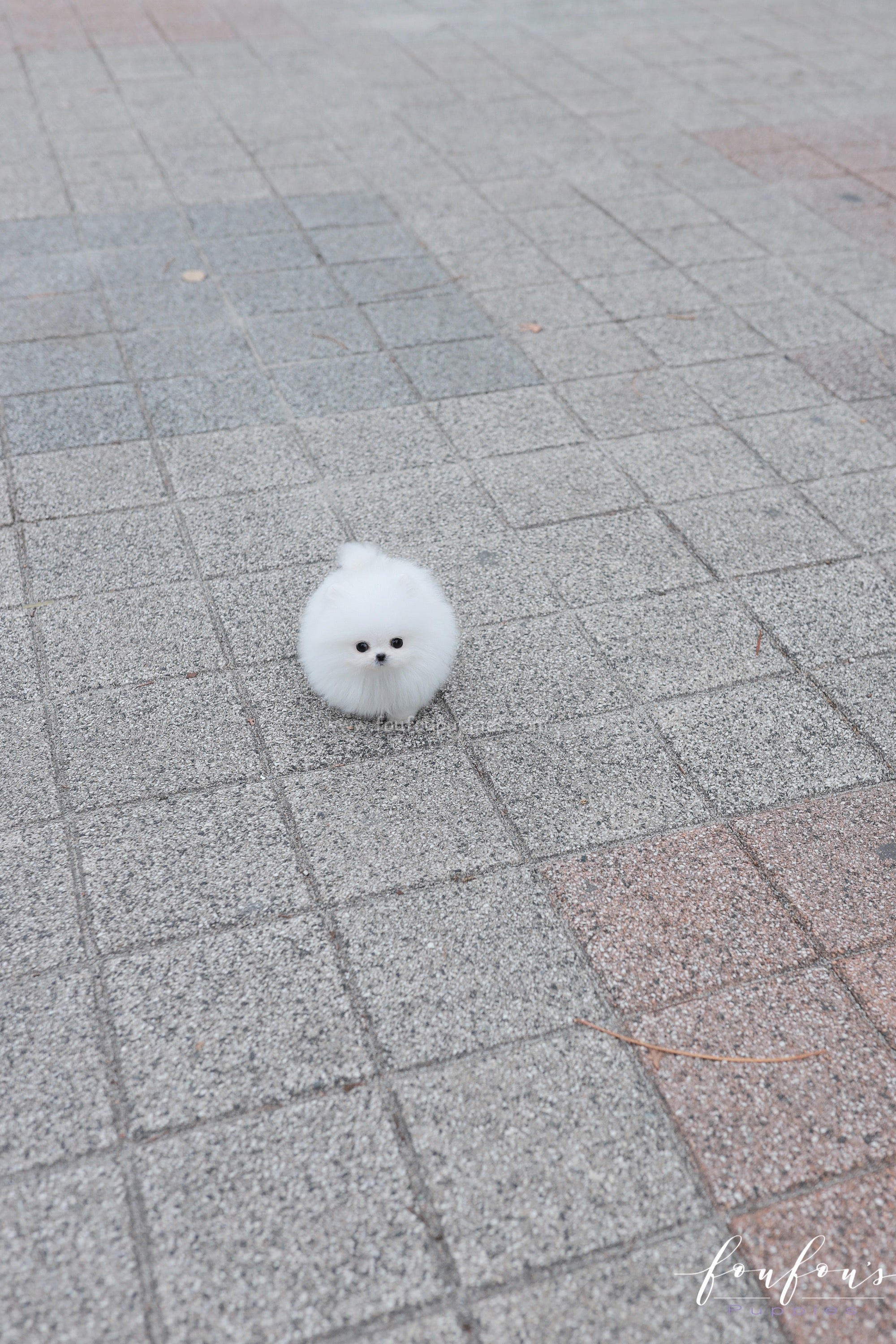 Frostine - Pomeranian F.