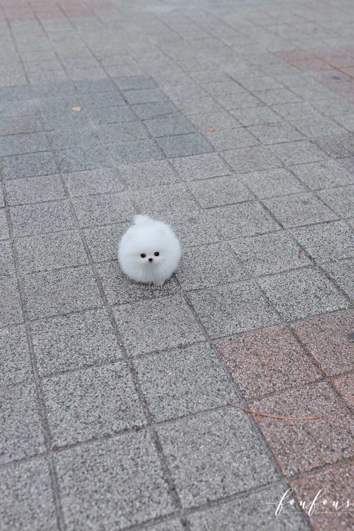 Frostine - Pomeranian F.