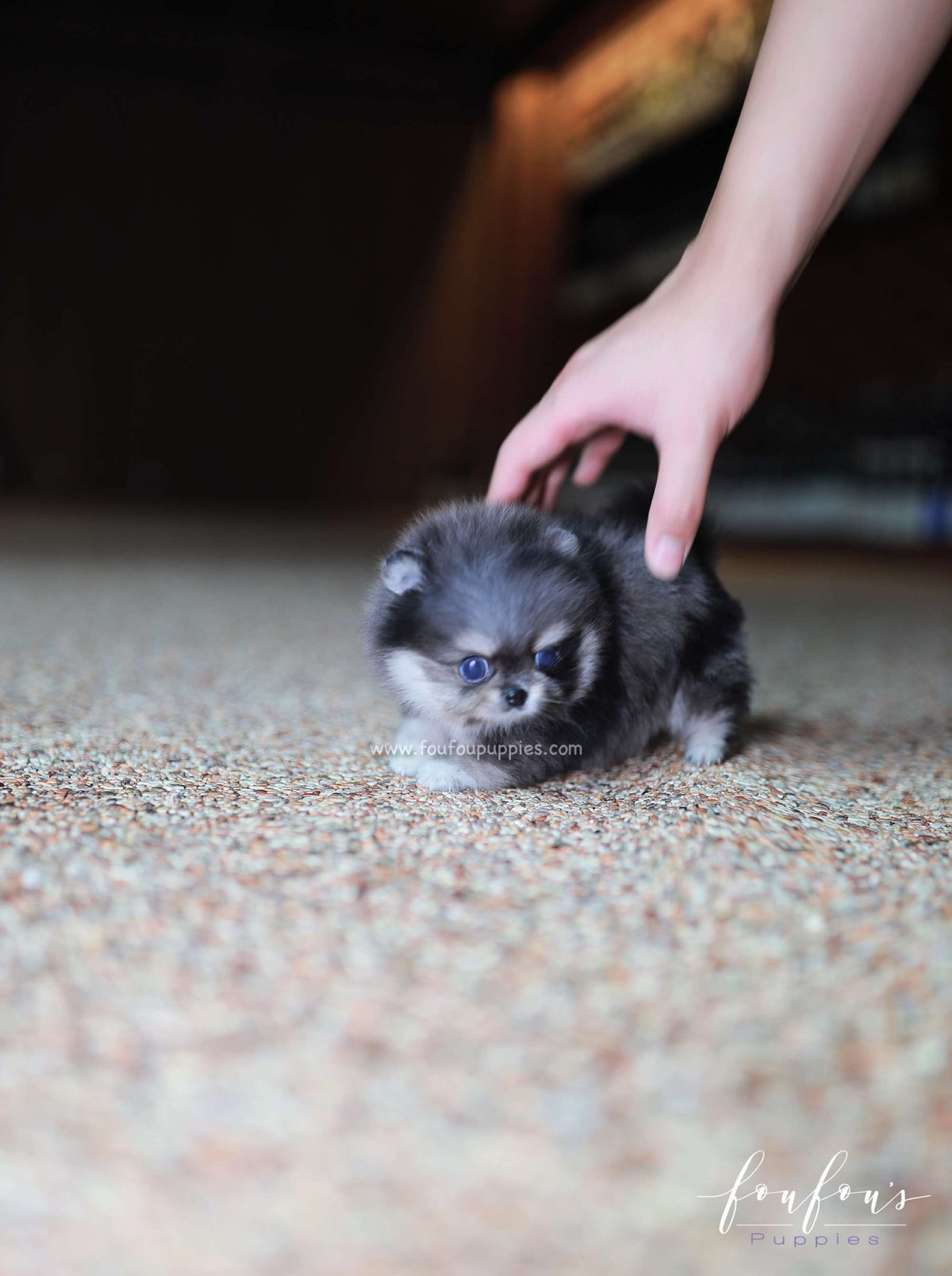 Chance - Pomeranian M.