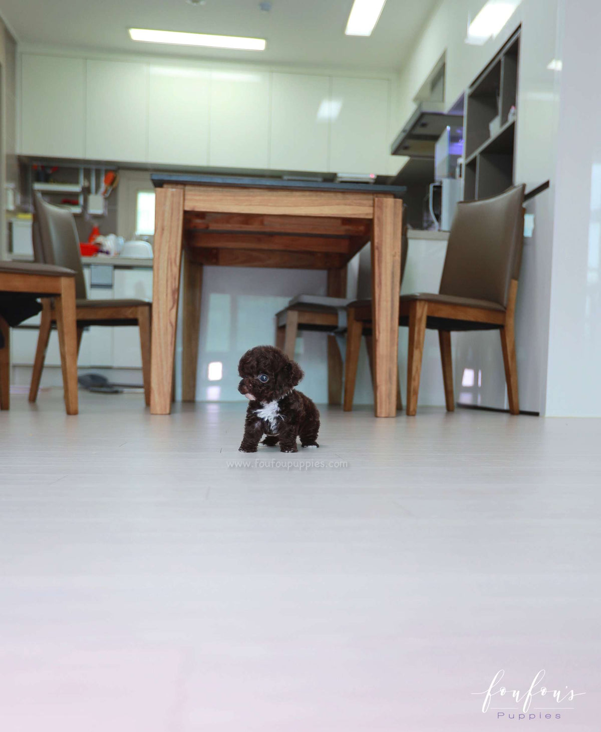 Mocha - Poodle F.