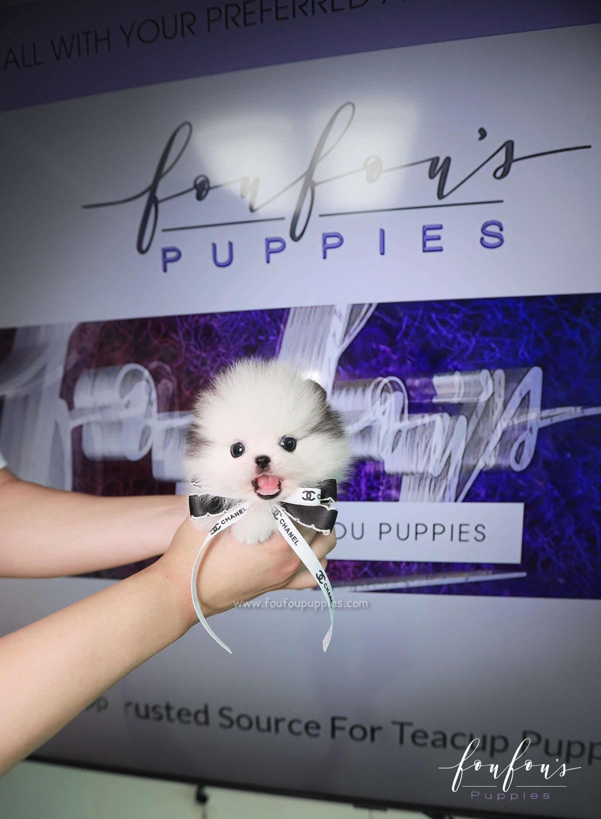 Barbie - Pomeranian F.