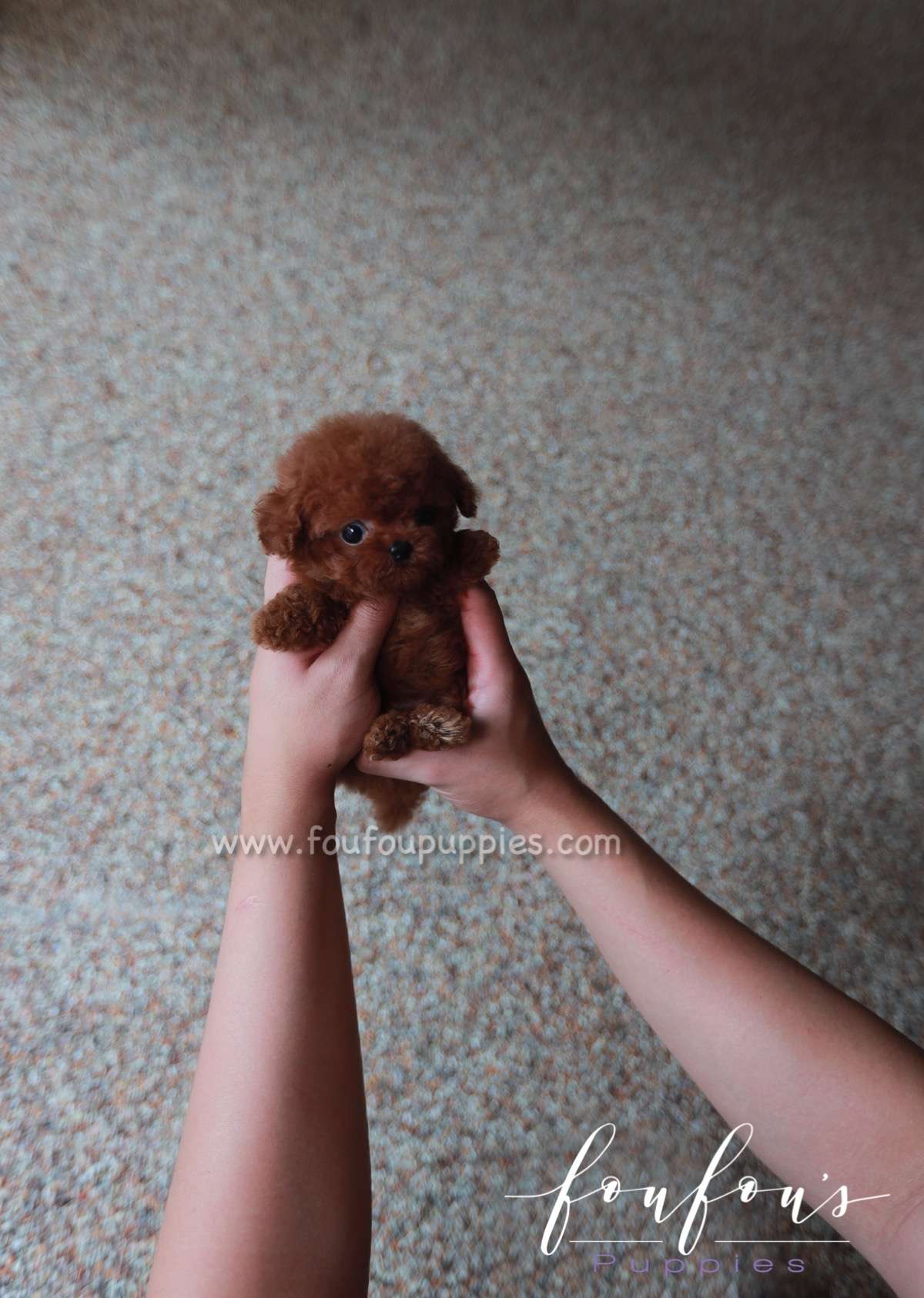 Angel - Poodle F.