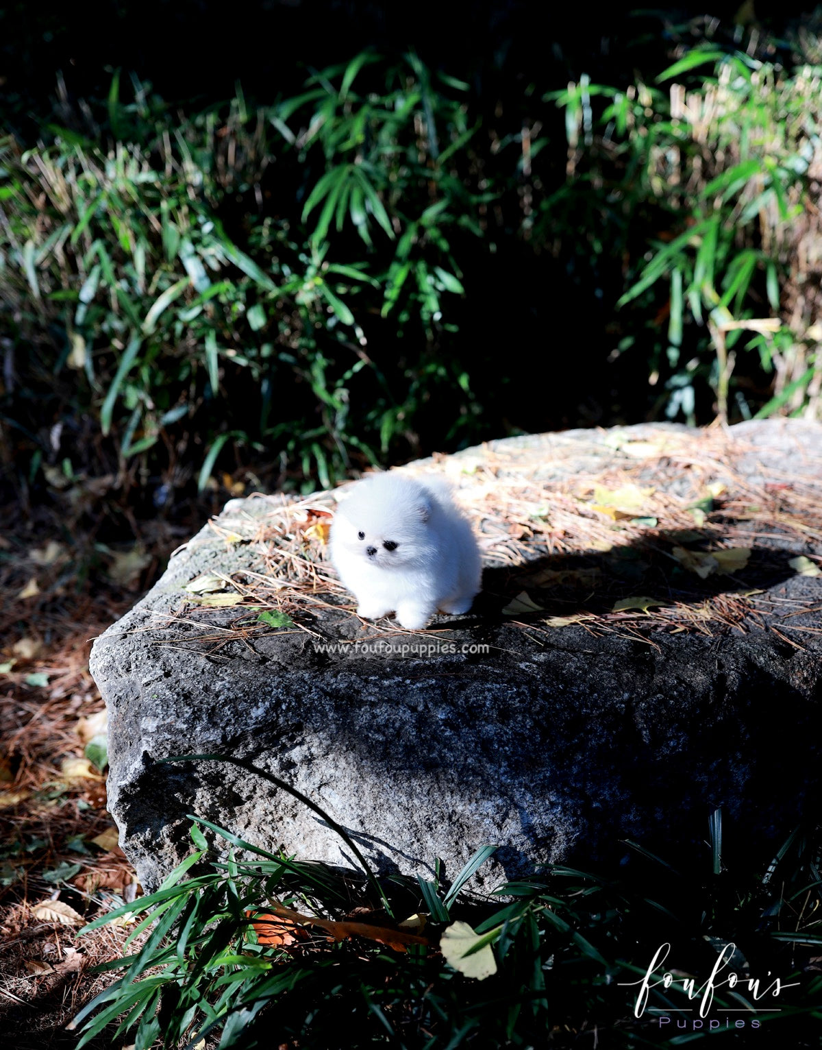 Bear - Pomeranian M.