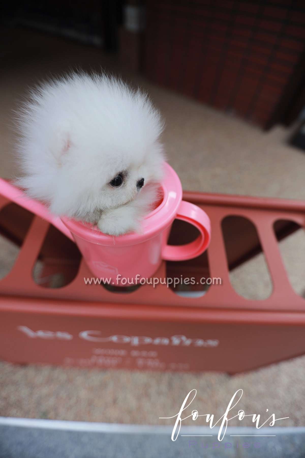 Santorini - Pomeranian M.