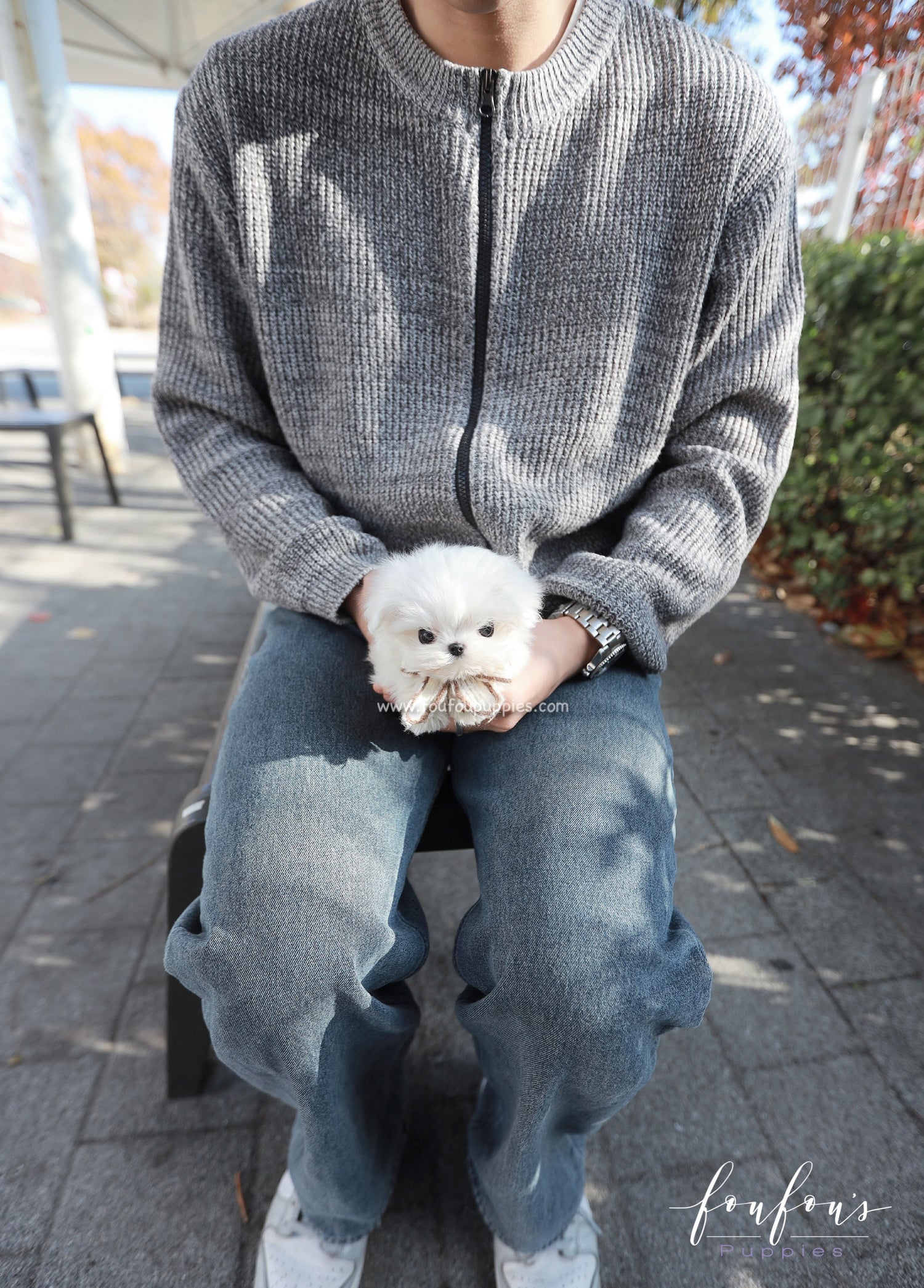 Zeus - Maltese M.