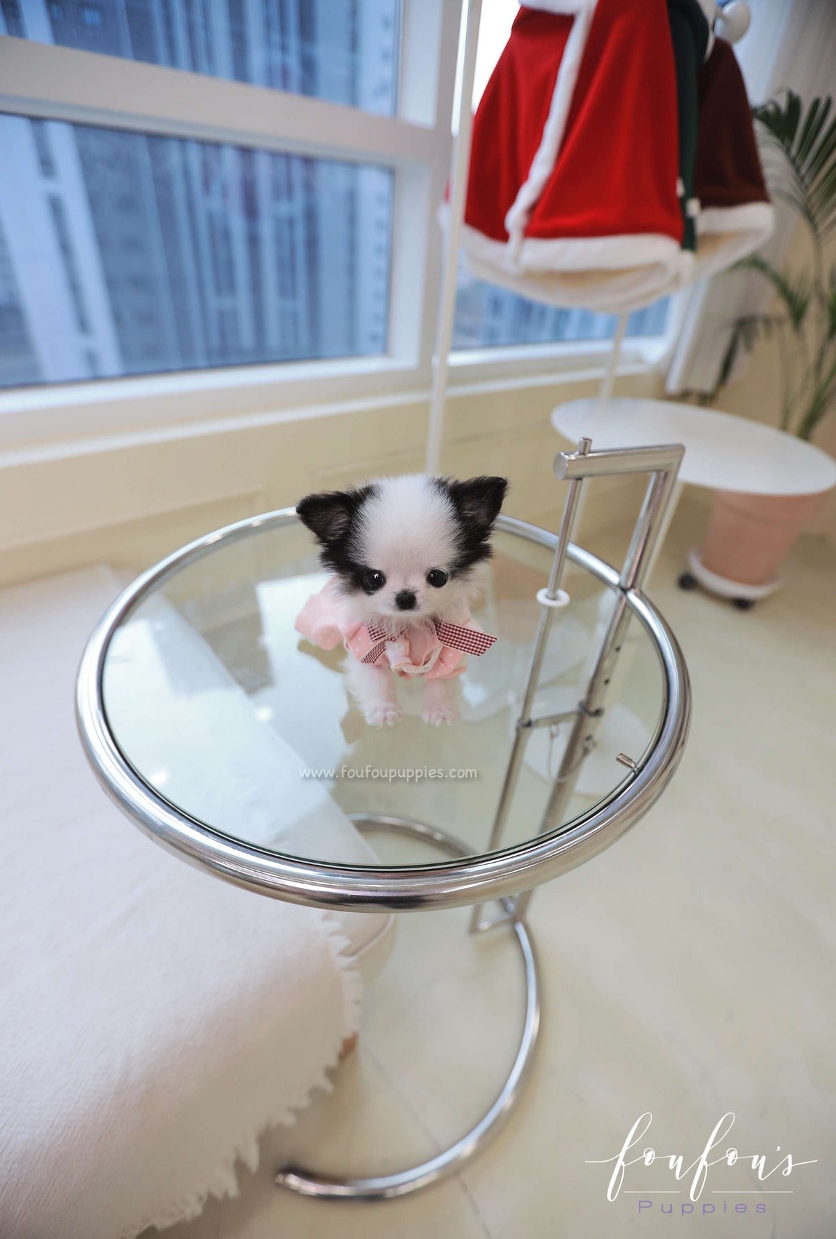 Minnie - Chihuahua F.