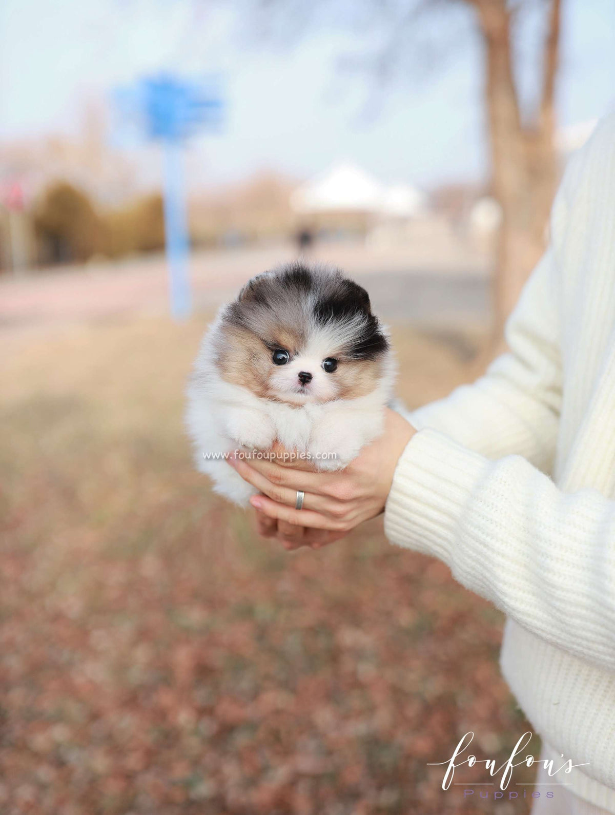 Kai - Pomeranian M.