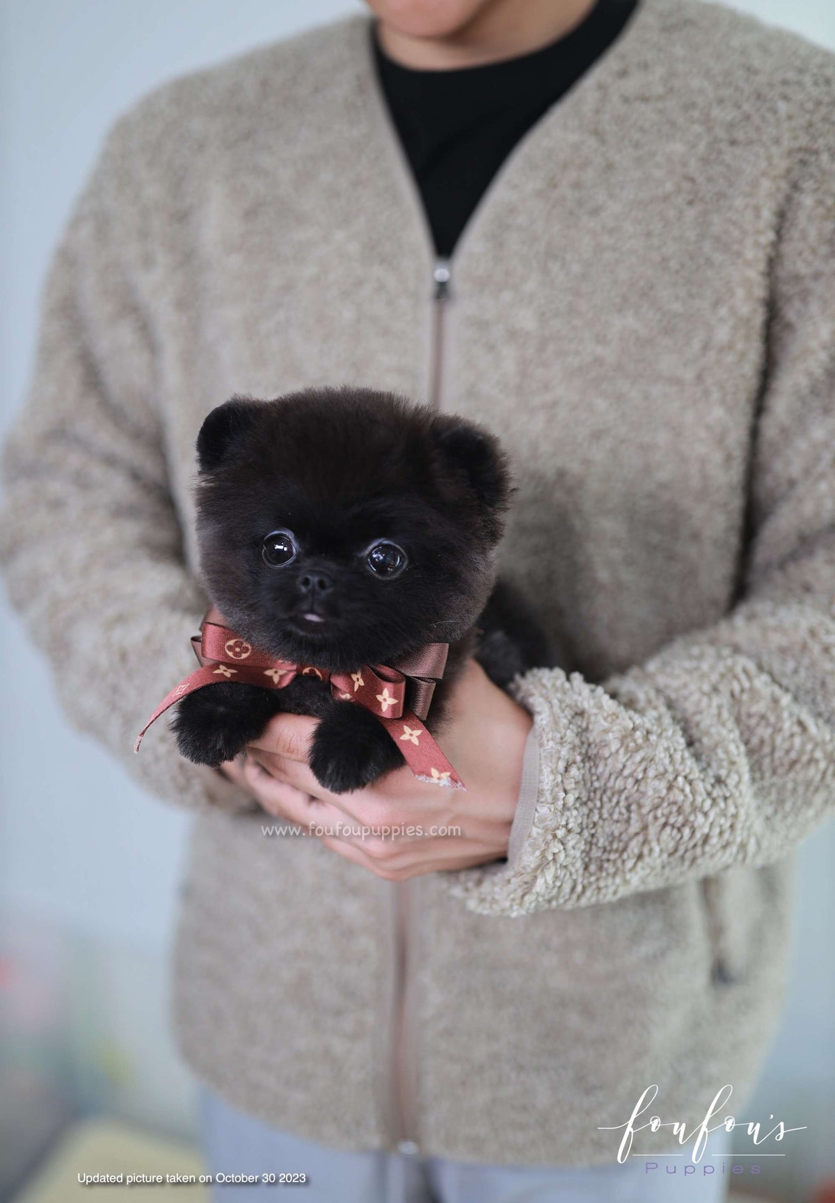 Matix - Pomeranian M.