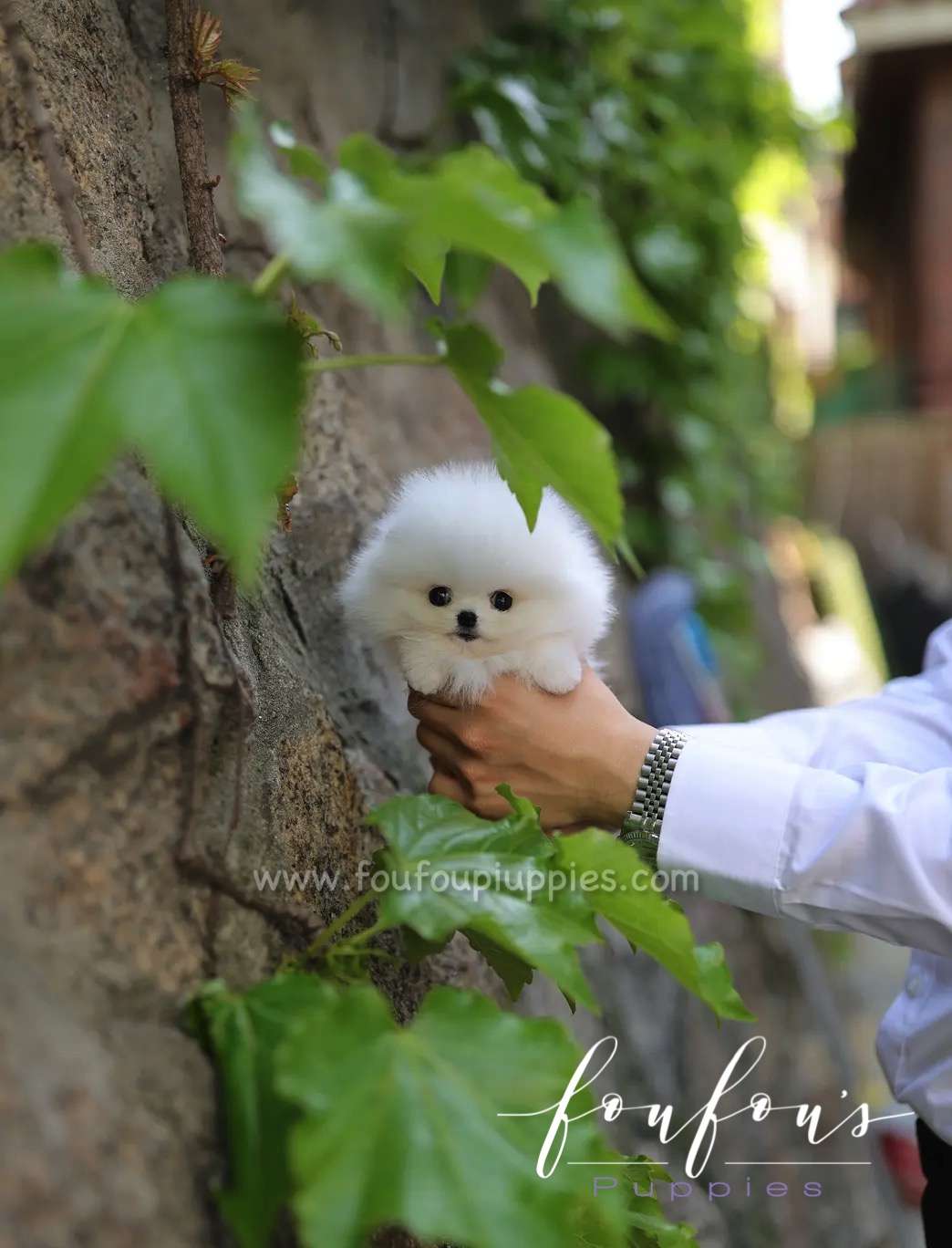 Lola - Pomeranian F.