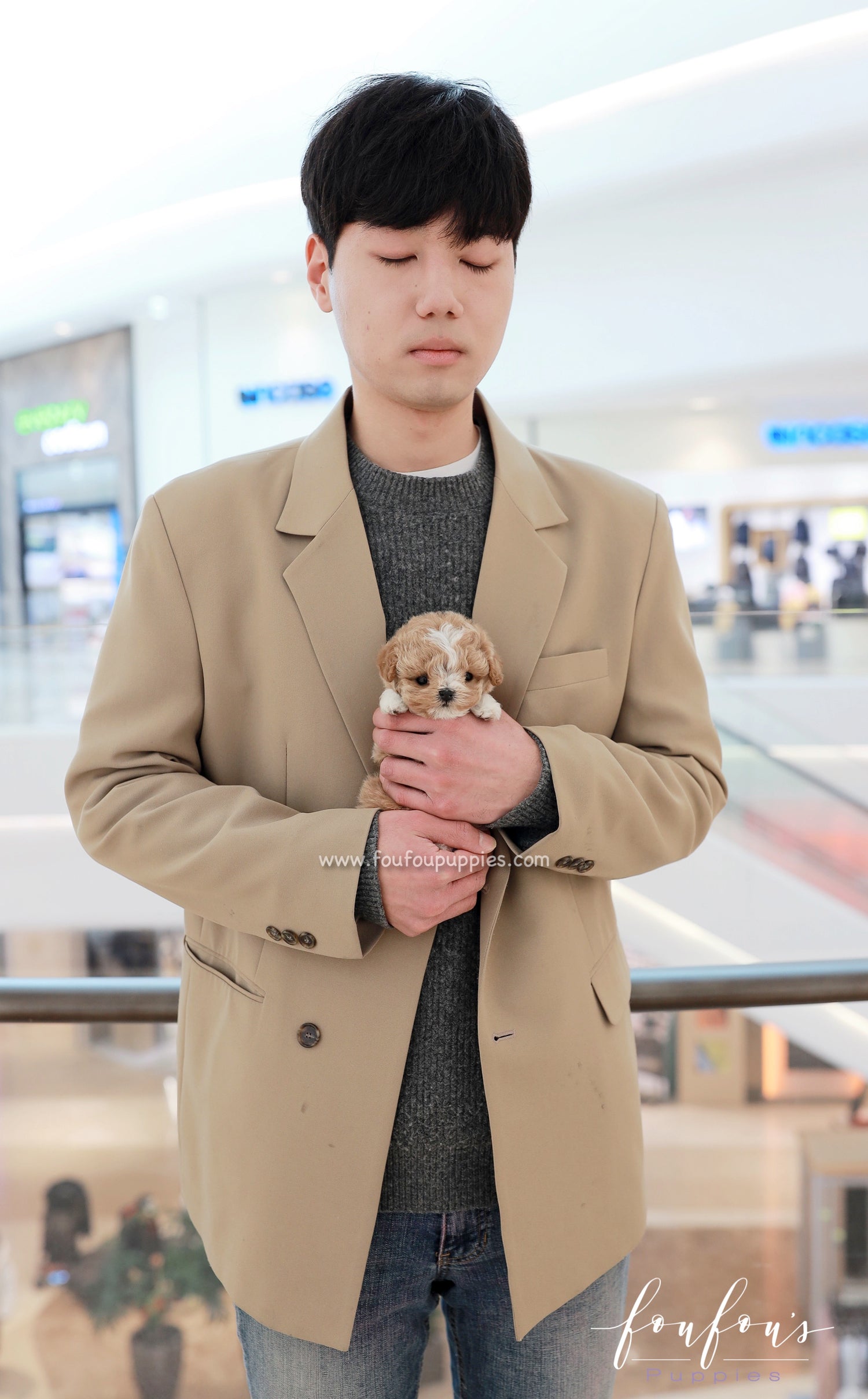 YogiBear - Maltipoo M.
