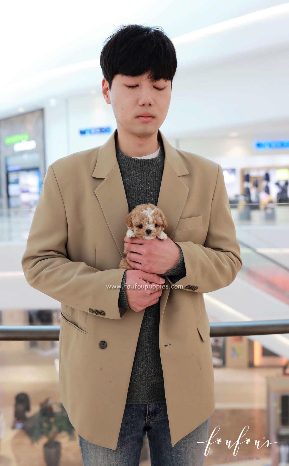 YogiBear - Maltipoo M.