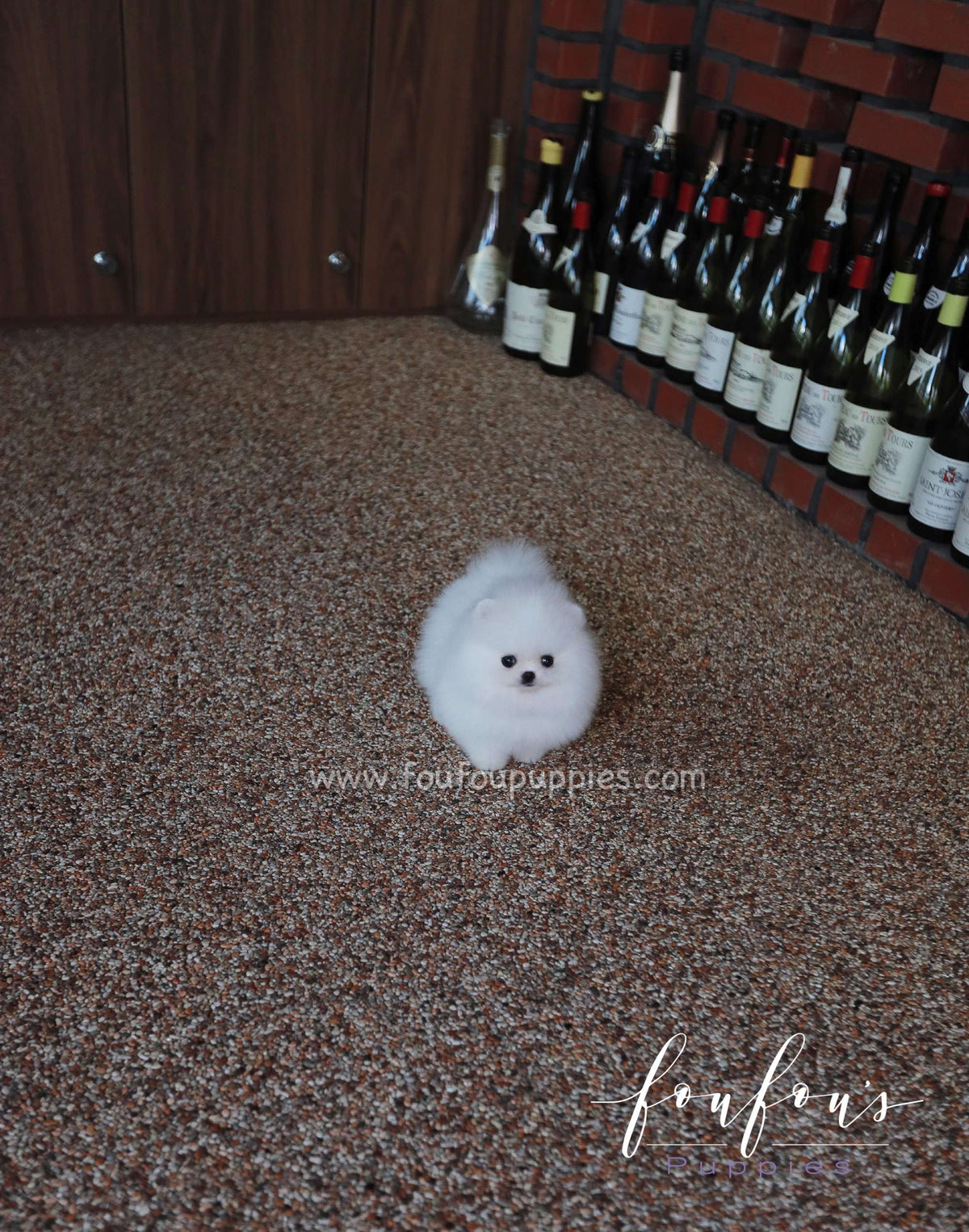 Qamar - Pomeranian F.