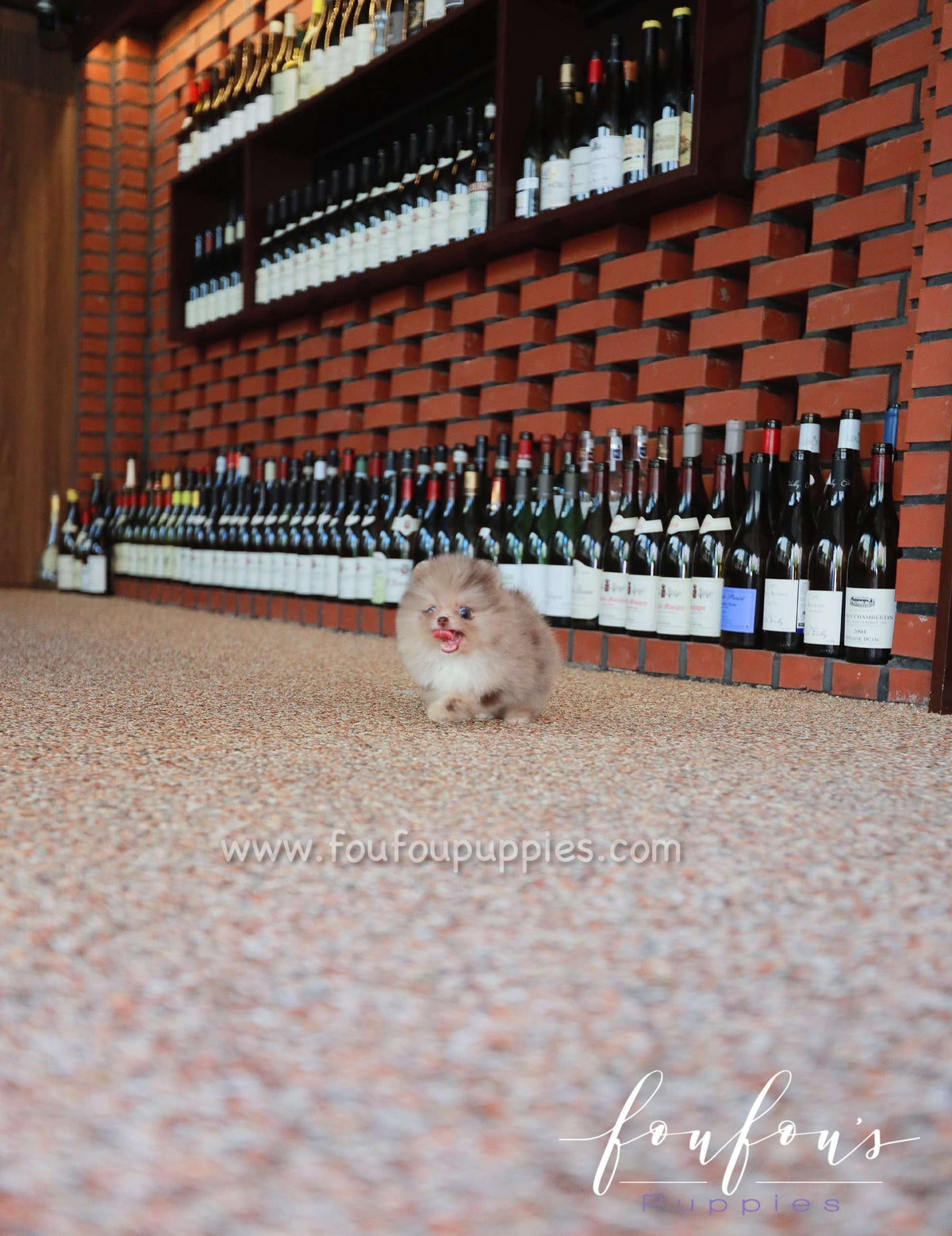 Candy - Pomeranian F.