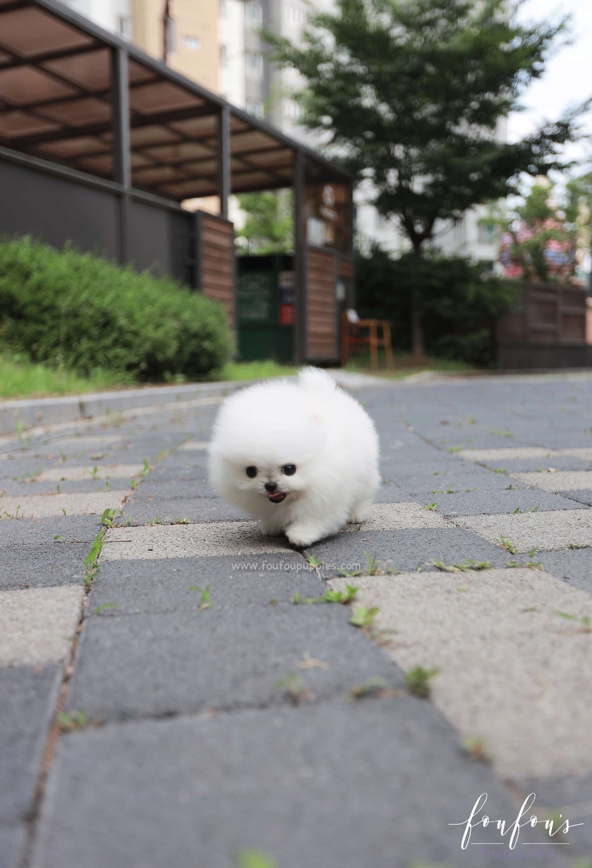 Sushi - Pomeranian M.