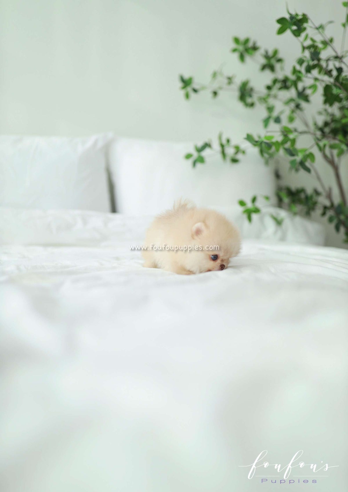 Coco - Pomeranian F.