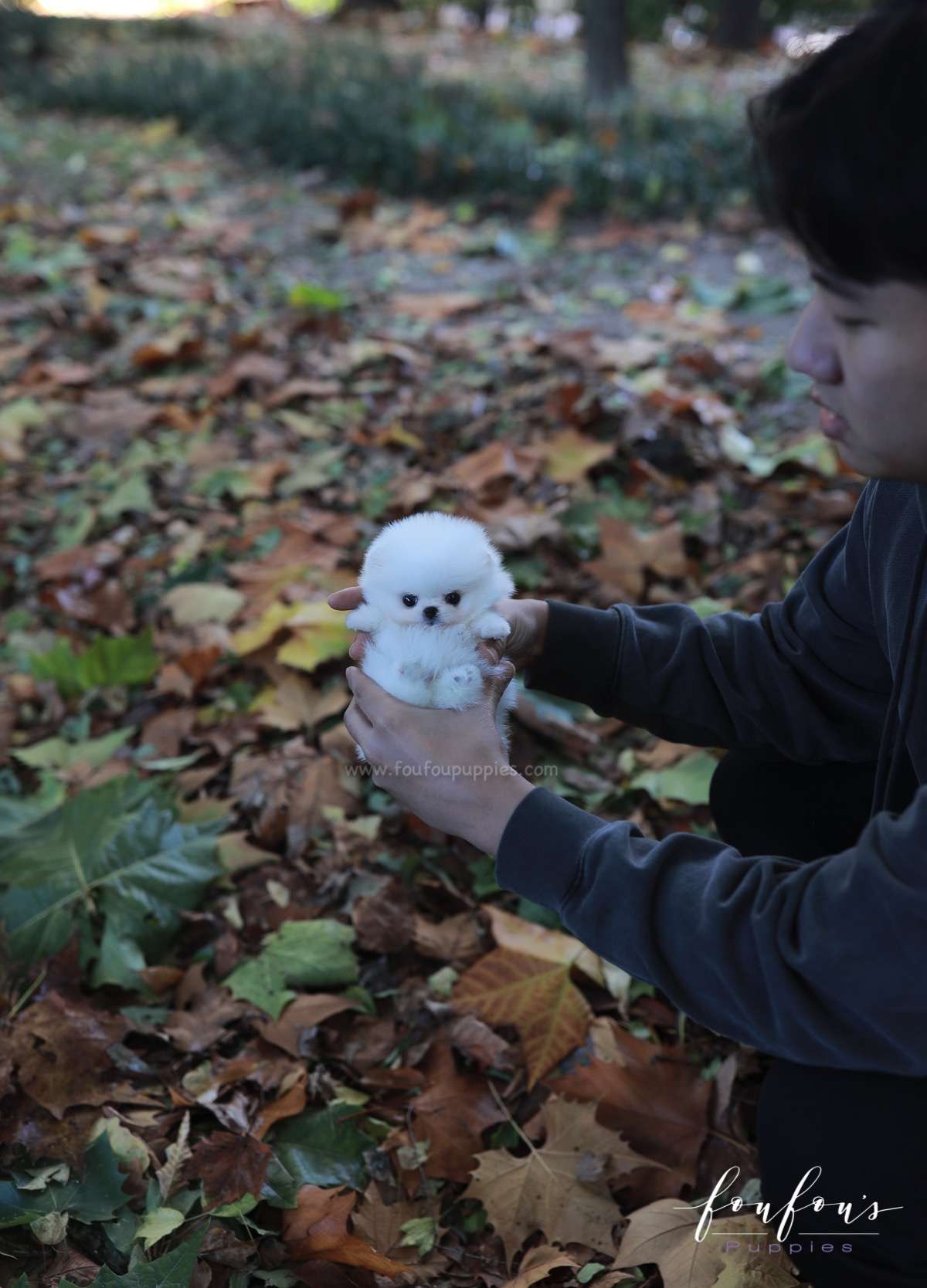 Frosty - Pomeranian M.