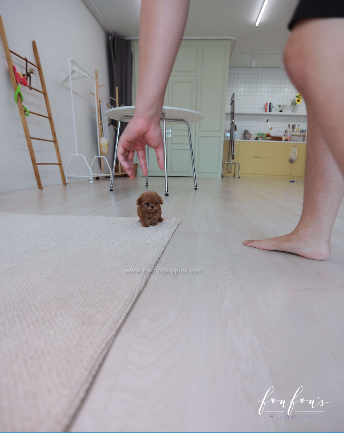 Rouge - Poodle F.