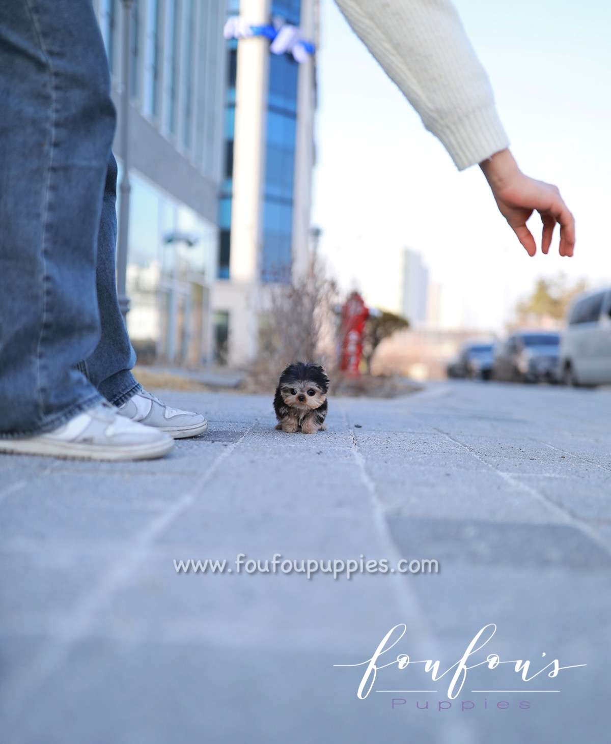 Titch - Yorkshire Terrier M.