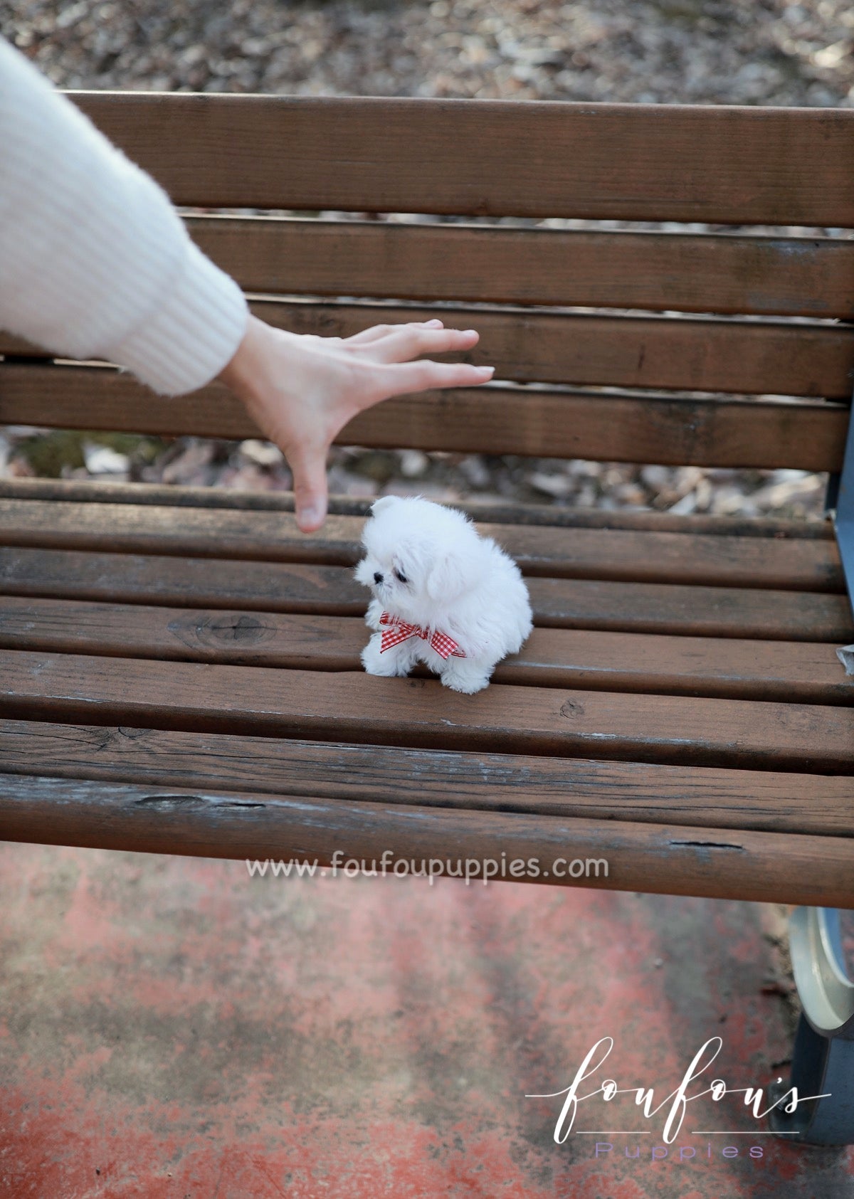 London - Maltese F.
