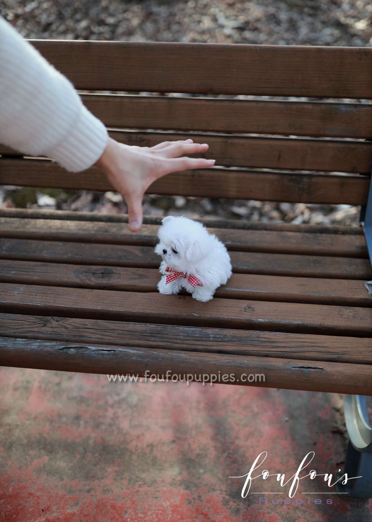 London - Maltese F.