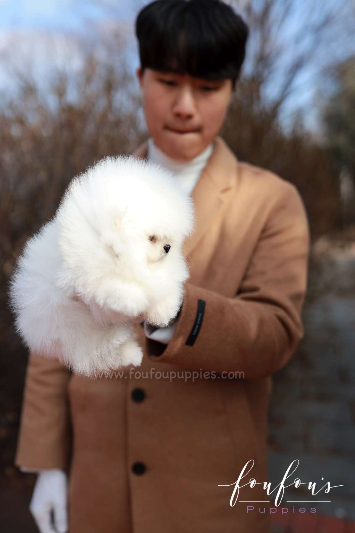 La Jaconde - Pomeranian F.