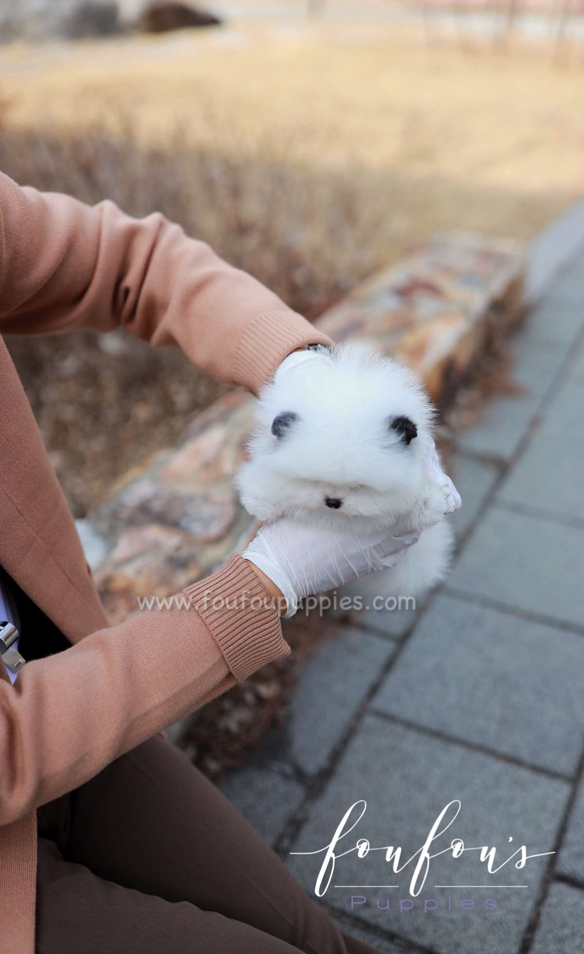 Minou - Pomeranian F.