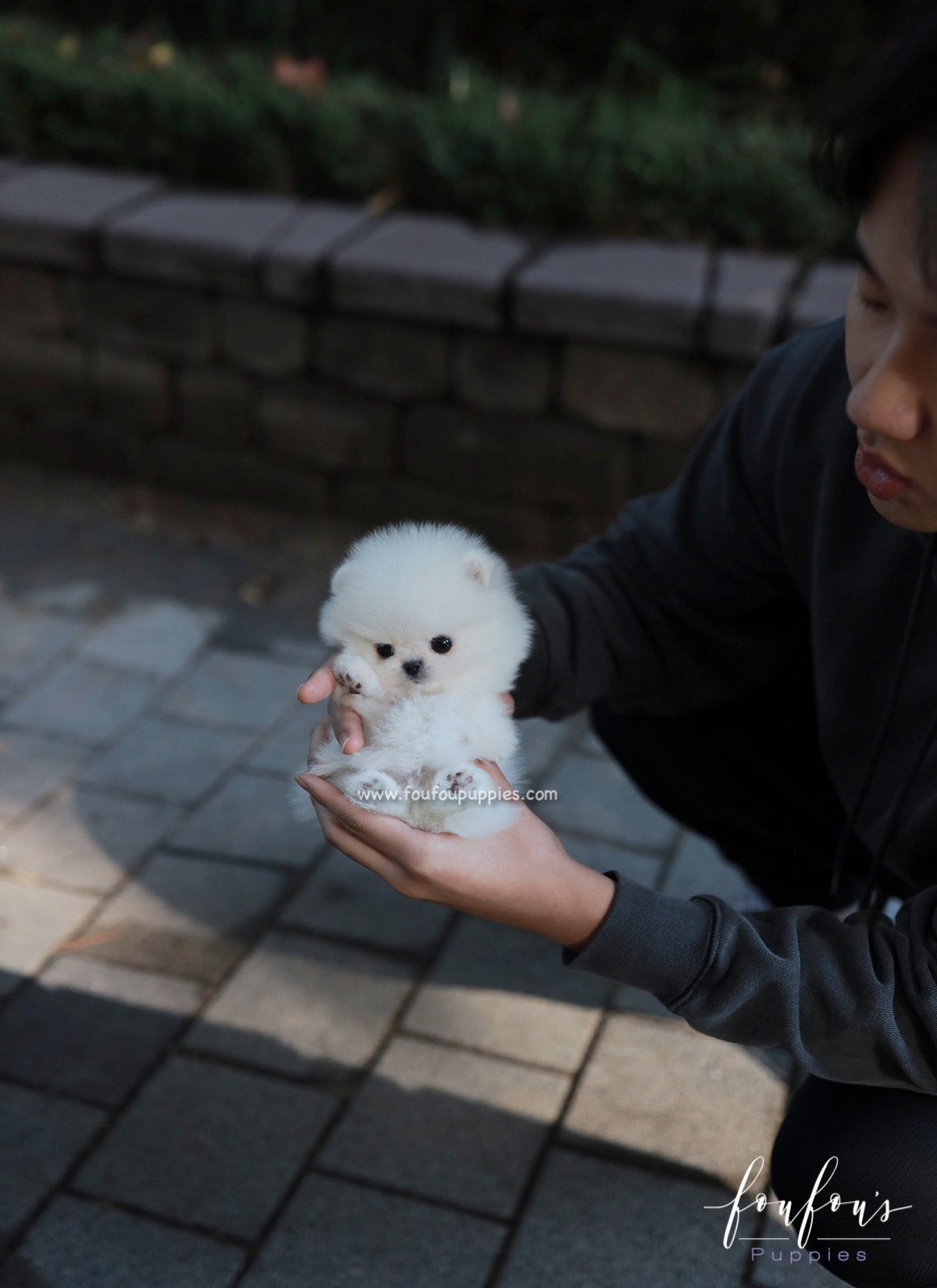 Bear - Pomeranian M.