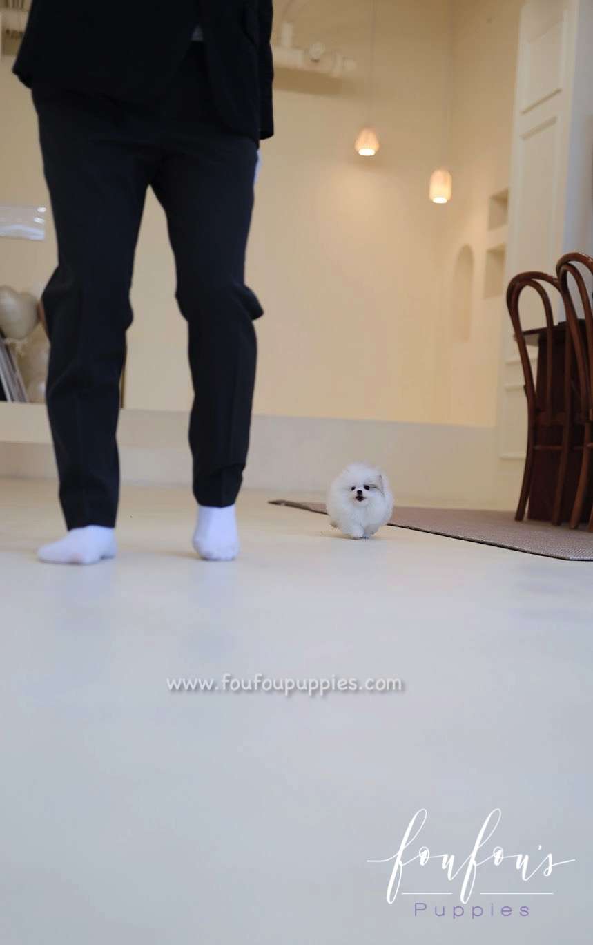 Olivia - Pomeranian F.