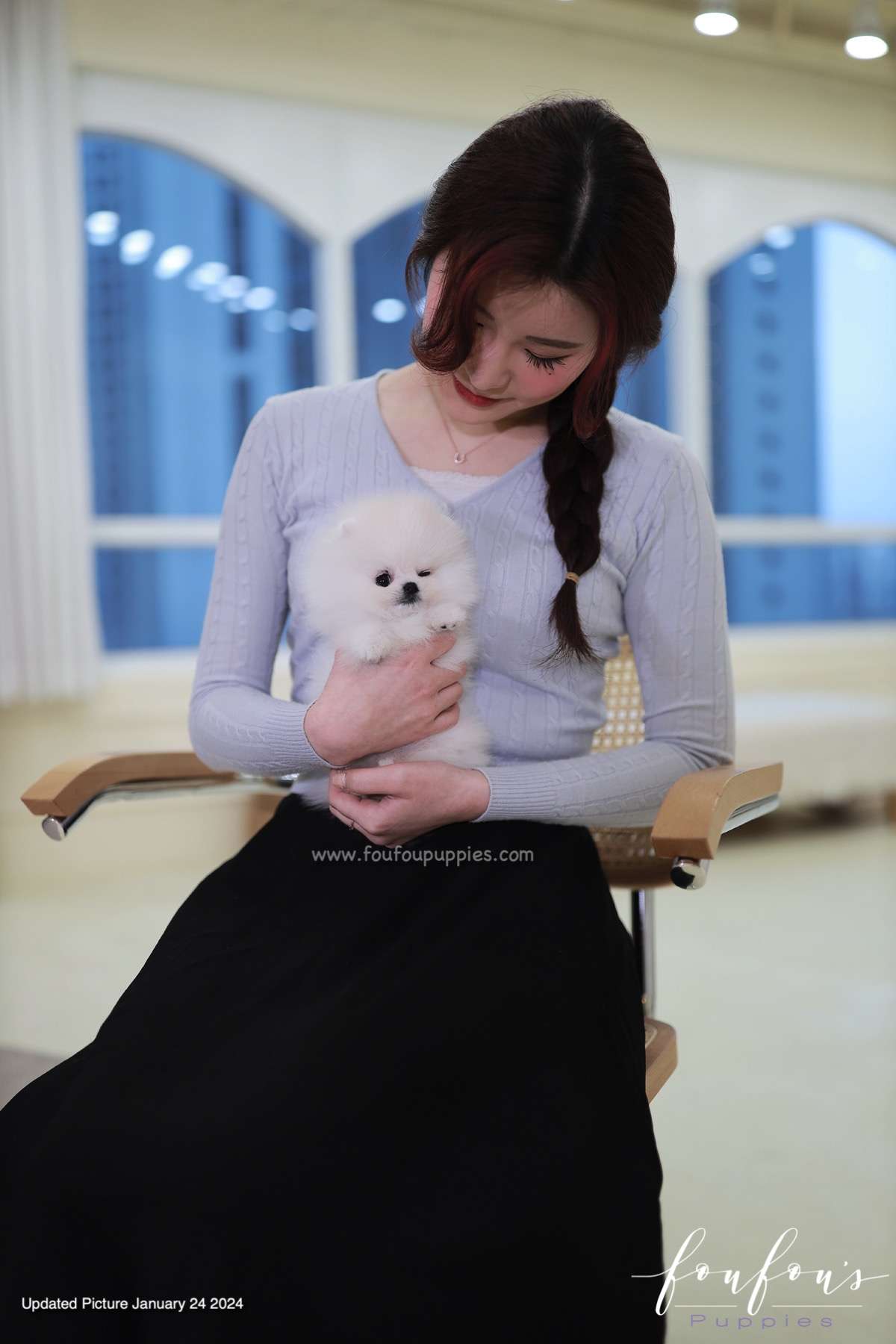 Gia - Pomeranian F