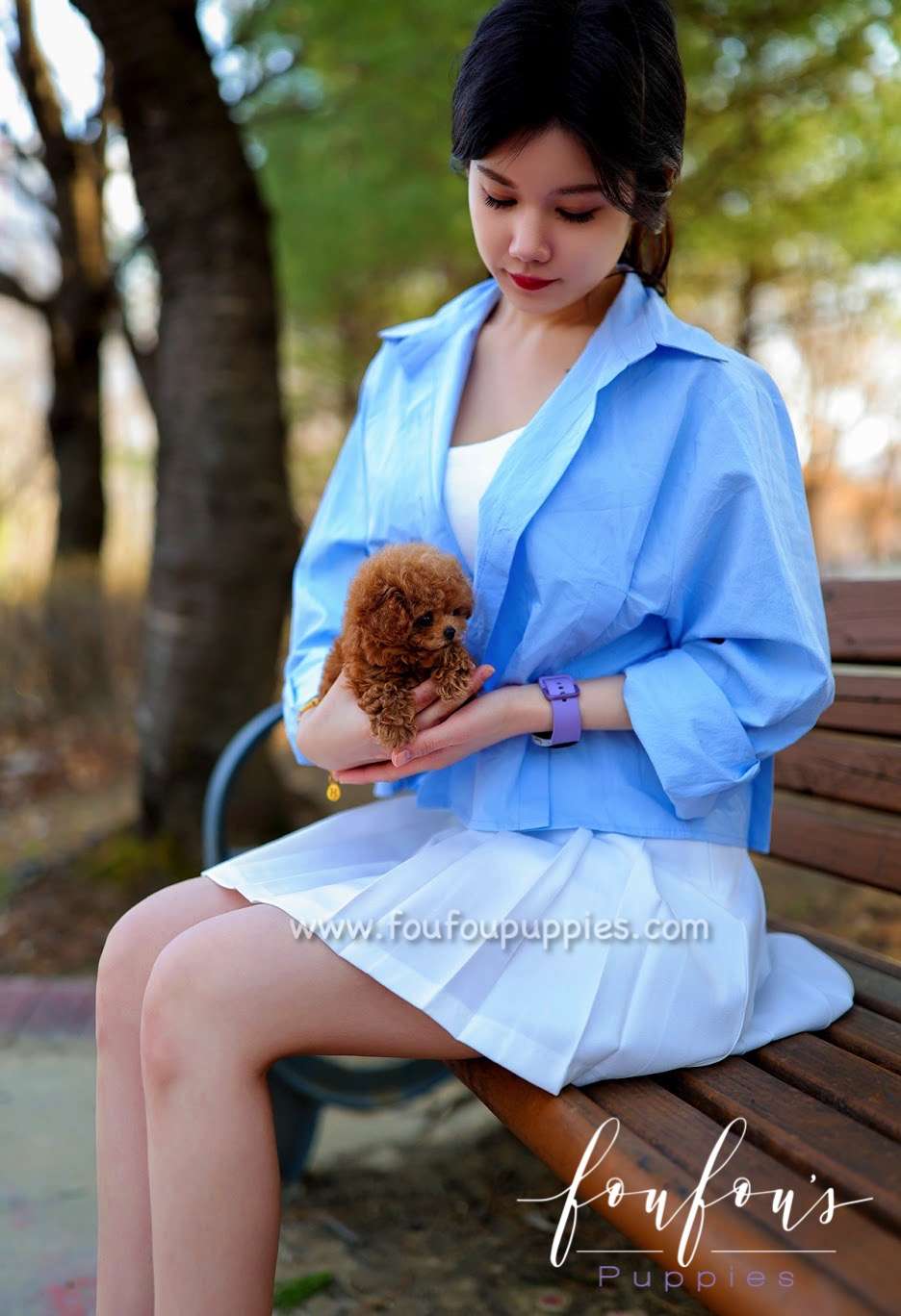 Zoey - Poodle F.