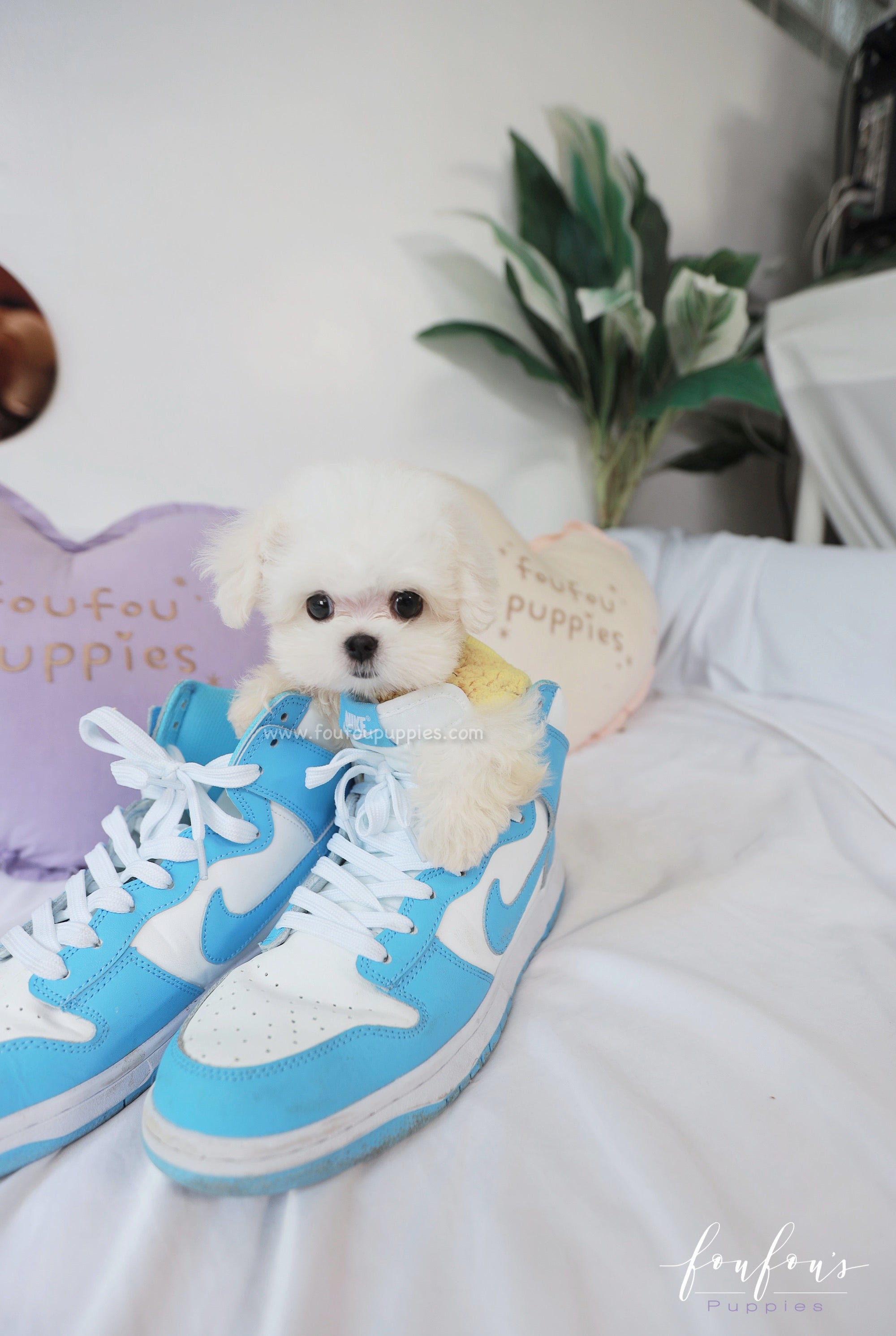 Stewart - Maltese M.