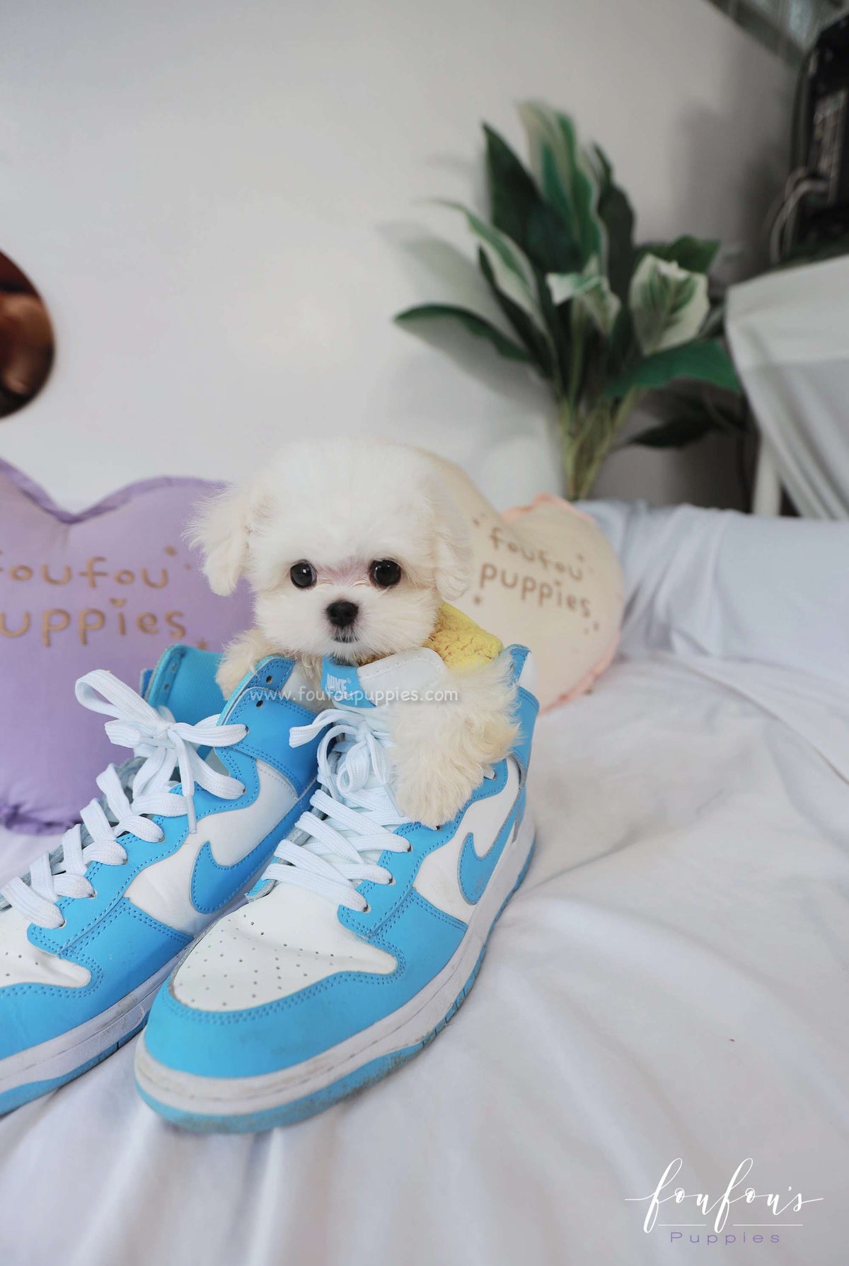 Stewart - Maltese M.