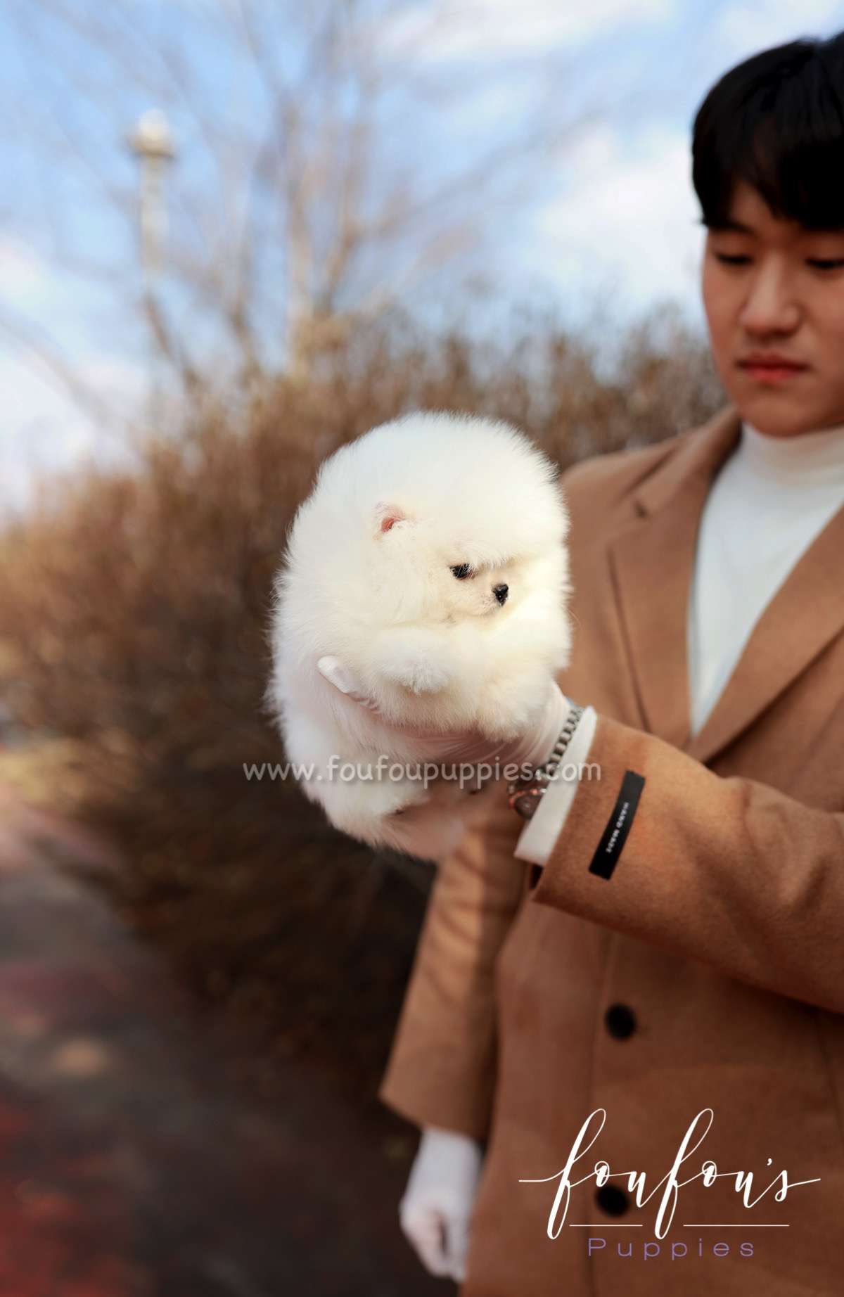 La Jaconde - Pomeranian F.