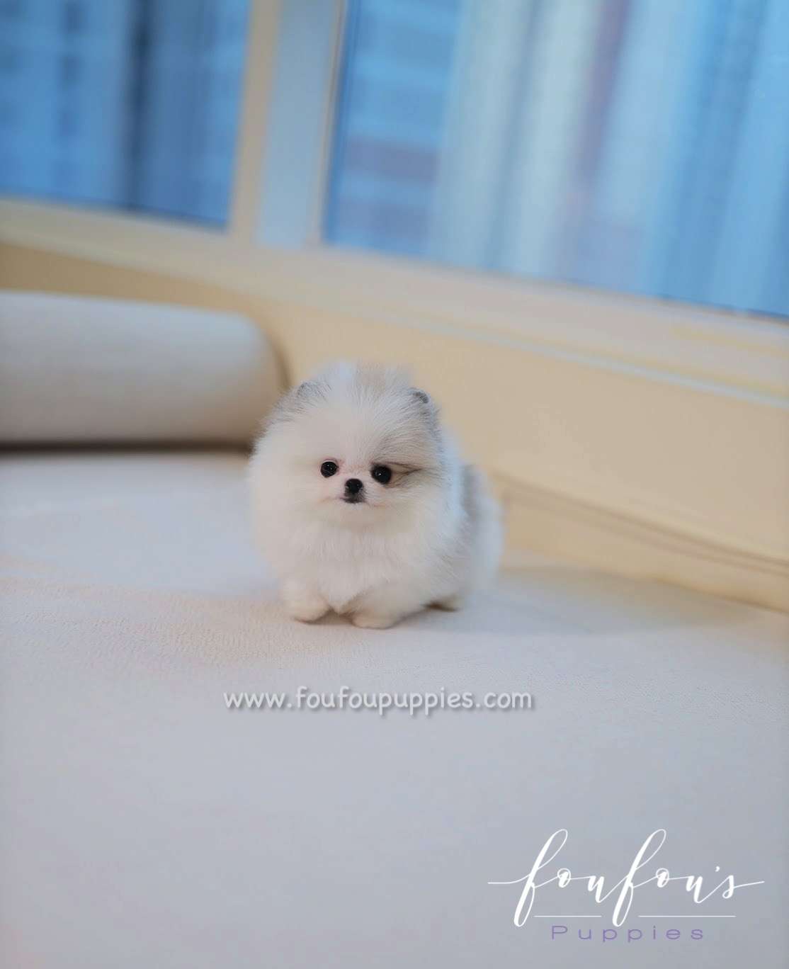 Olivia - Pomeranian F.