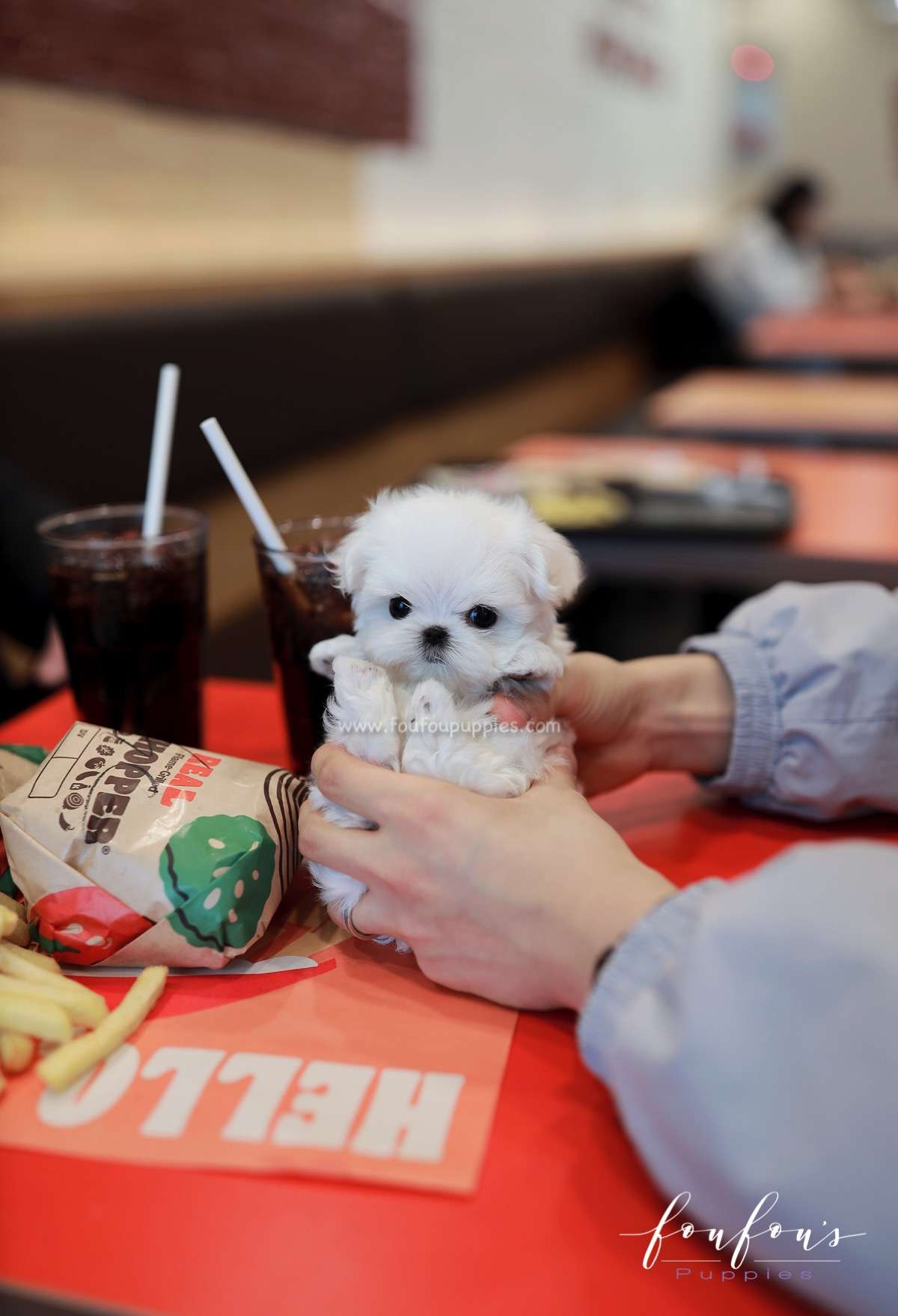 Nelly - Maltese F.