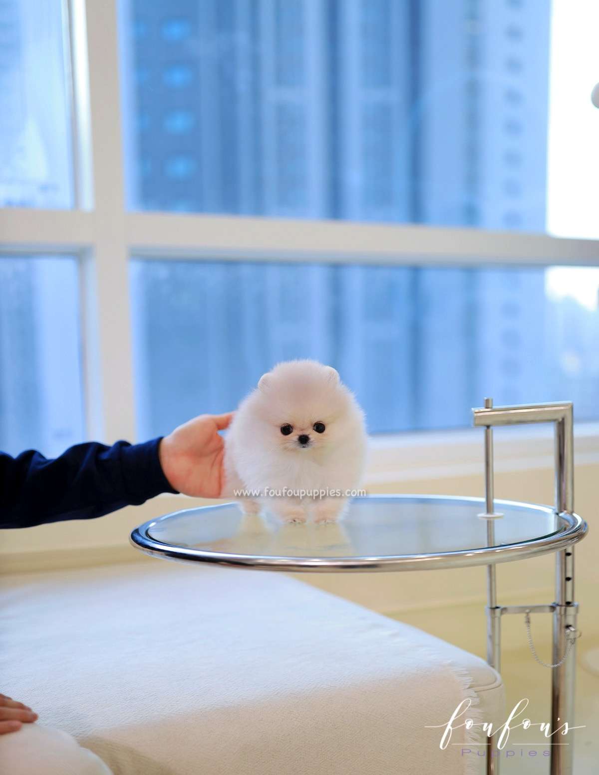 Honey - Pomeranian F.