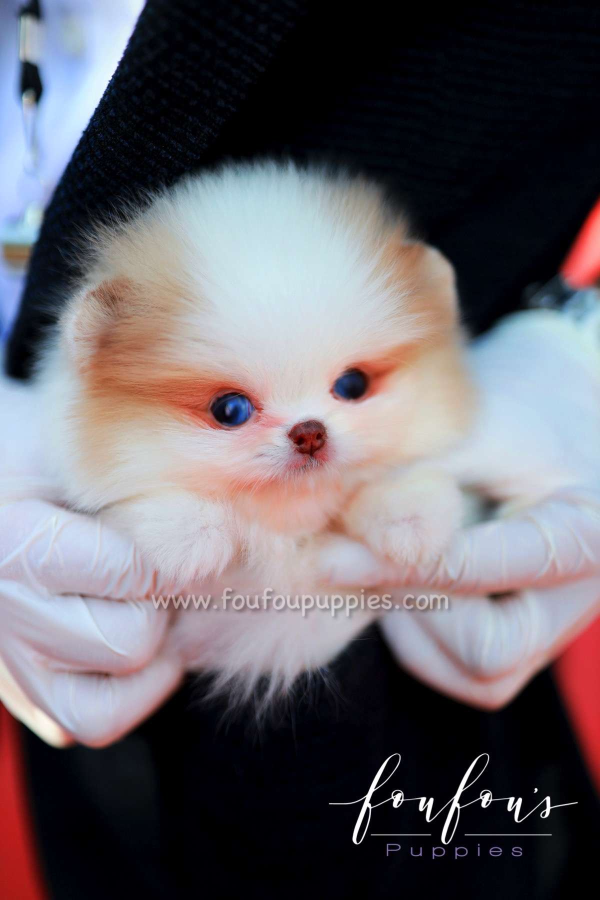 Amalfi - Pomeranian M.