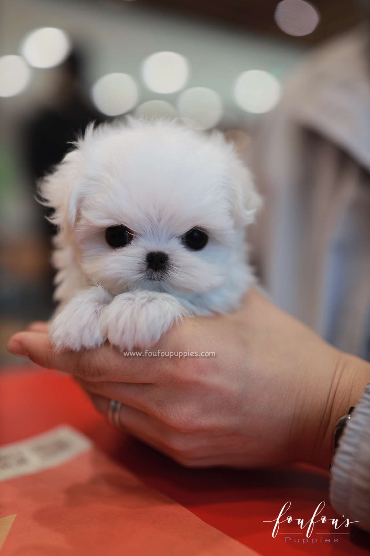 Nelly - Maltese F.