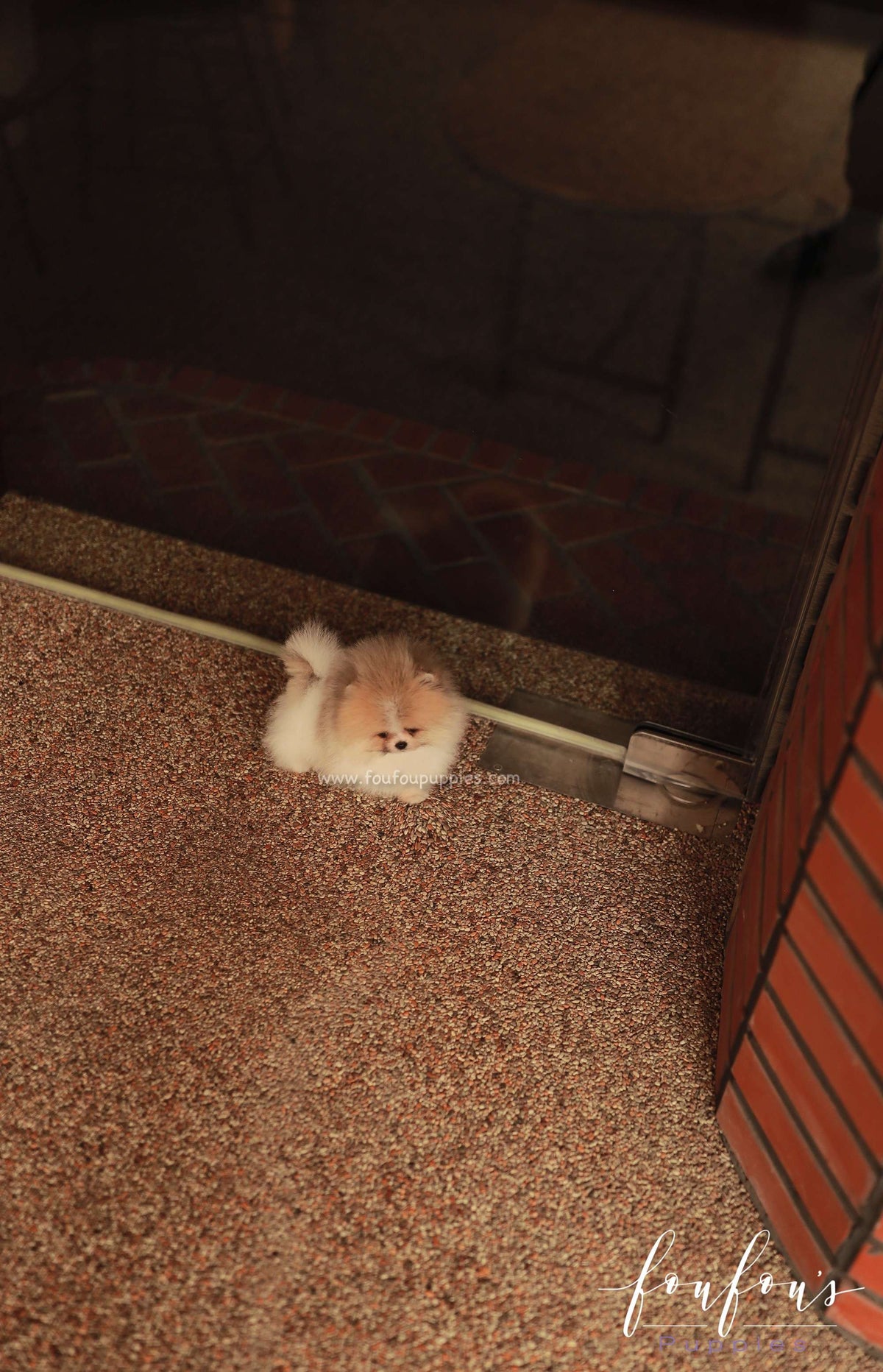 Duke - Pomeranian M.