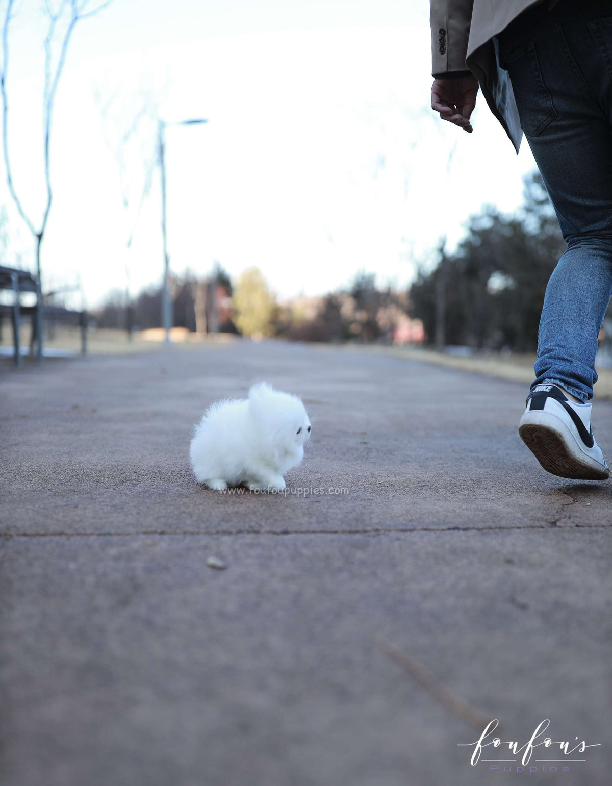 Belle - Pomeranian F.