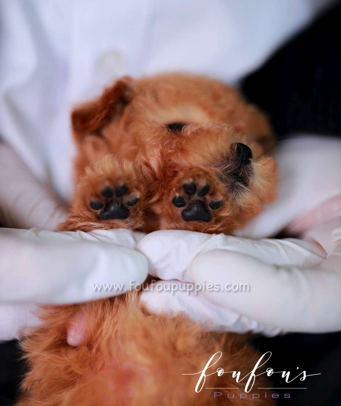 Honey - Poodle F.