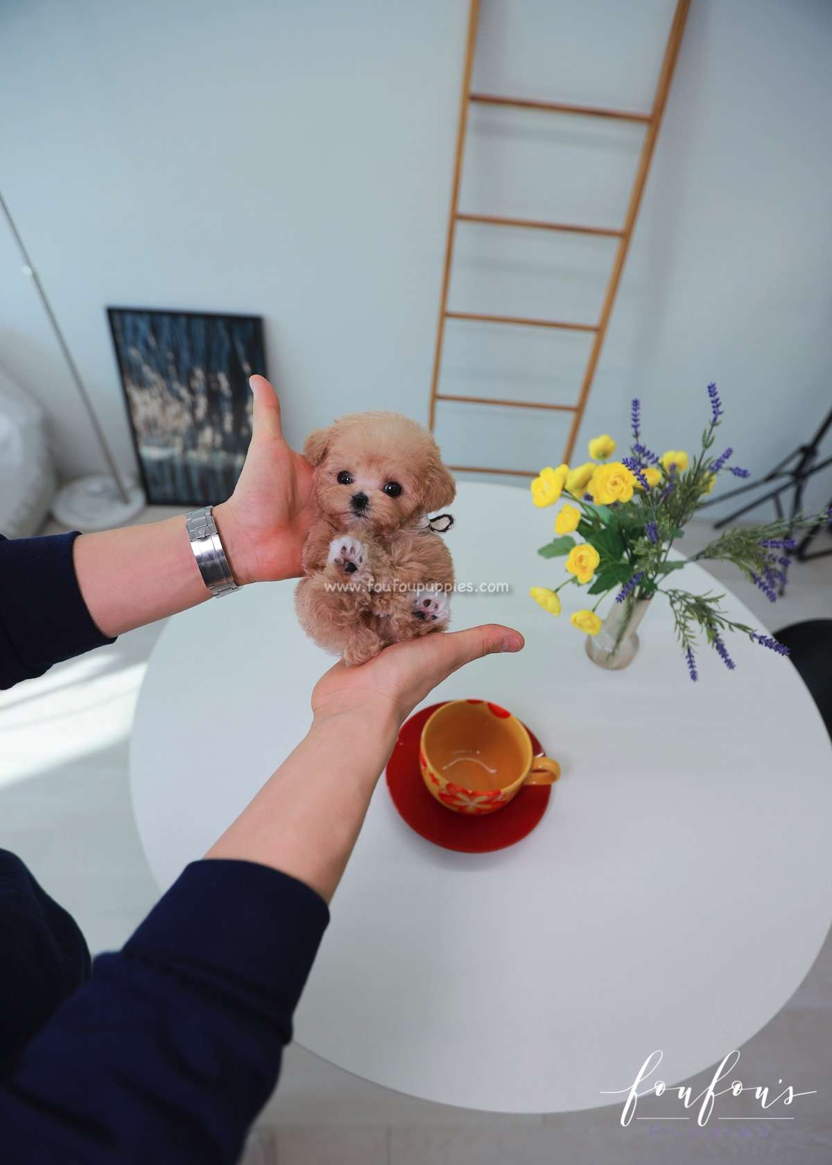 Elara - Poodle F.